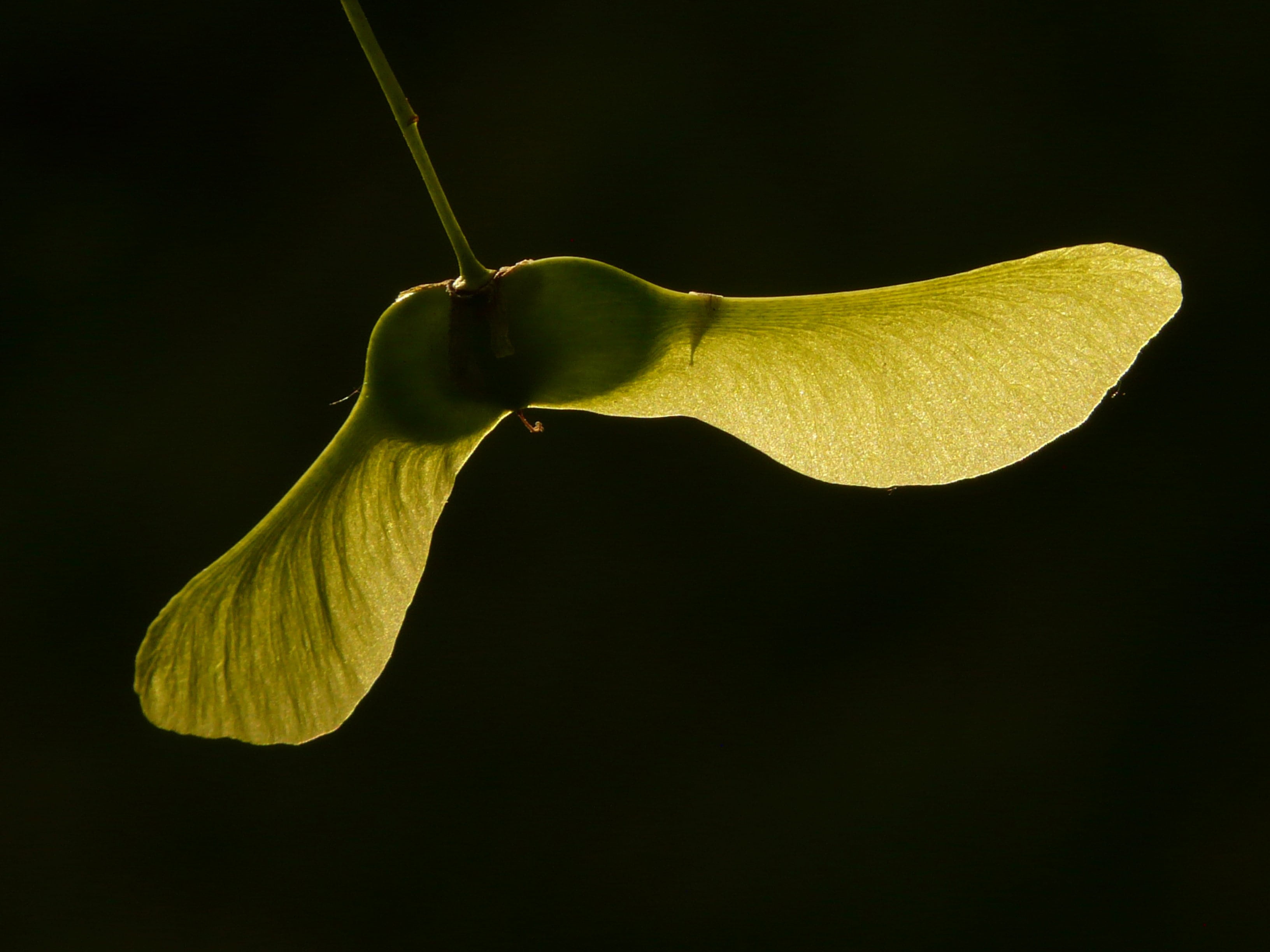 maple fruit, tree, green, norway maple, acer platanoides, needle leaf maple