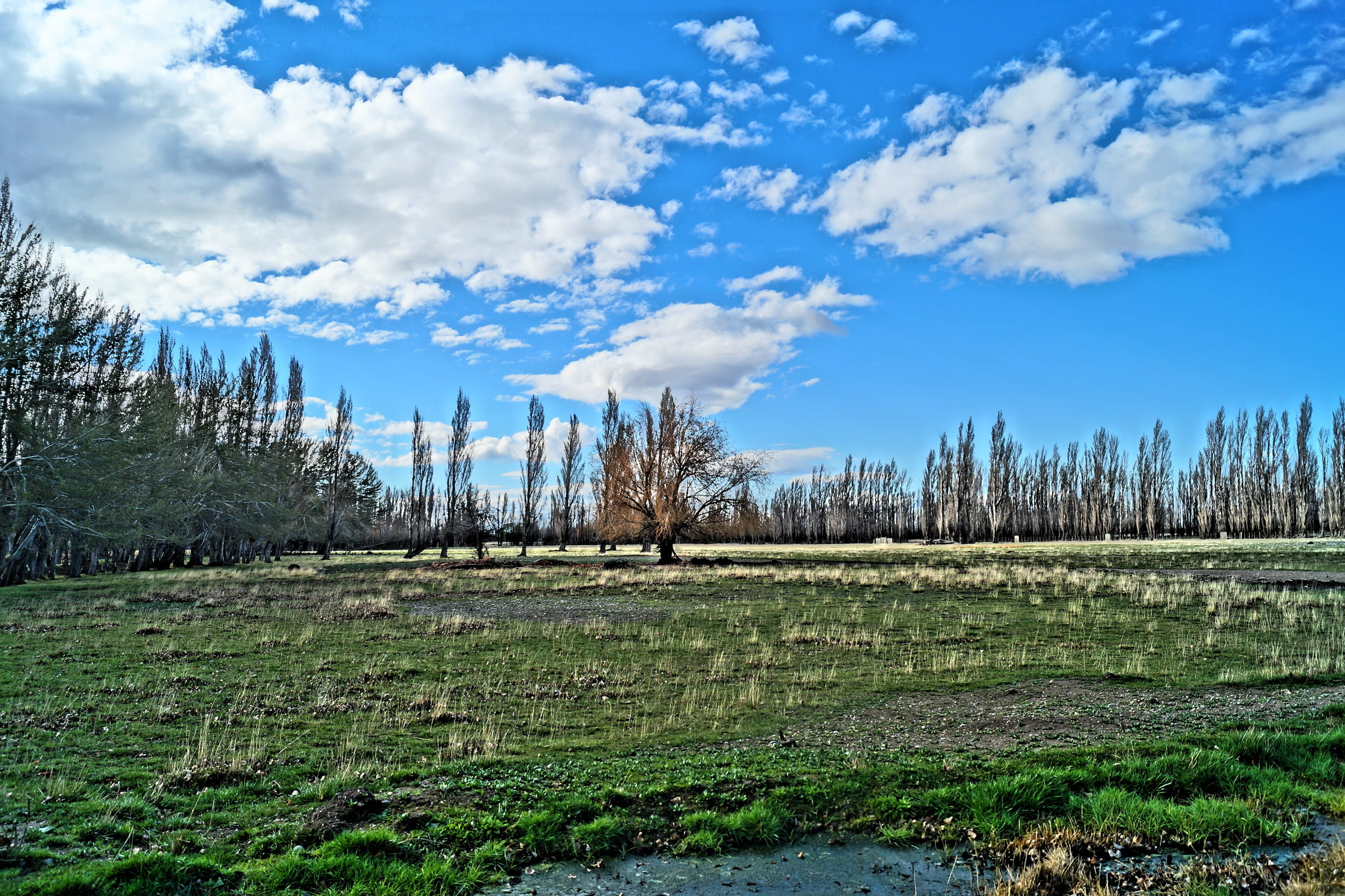Swamp, Spring, Clouds, Forest, Landscape, nature, tree, sky