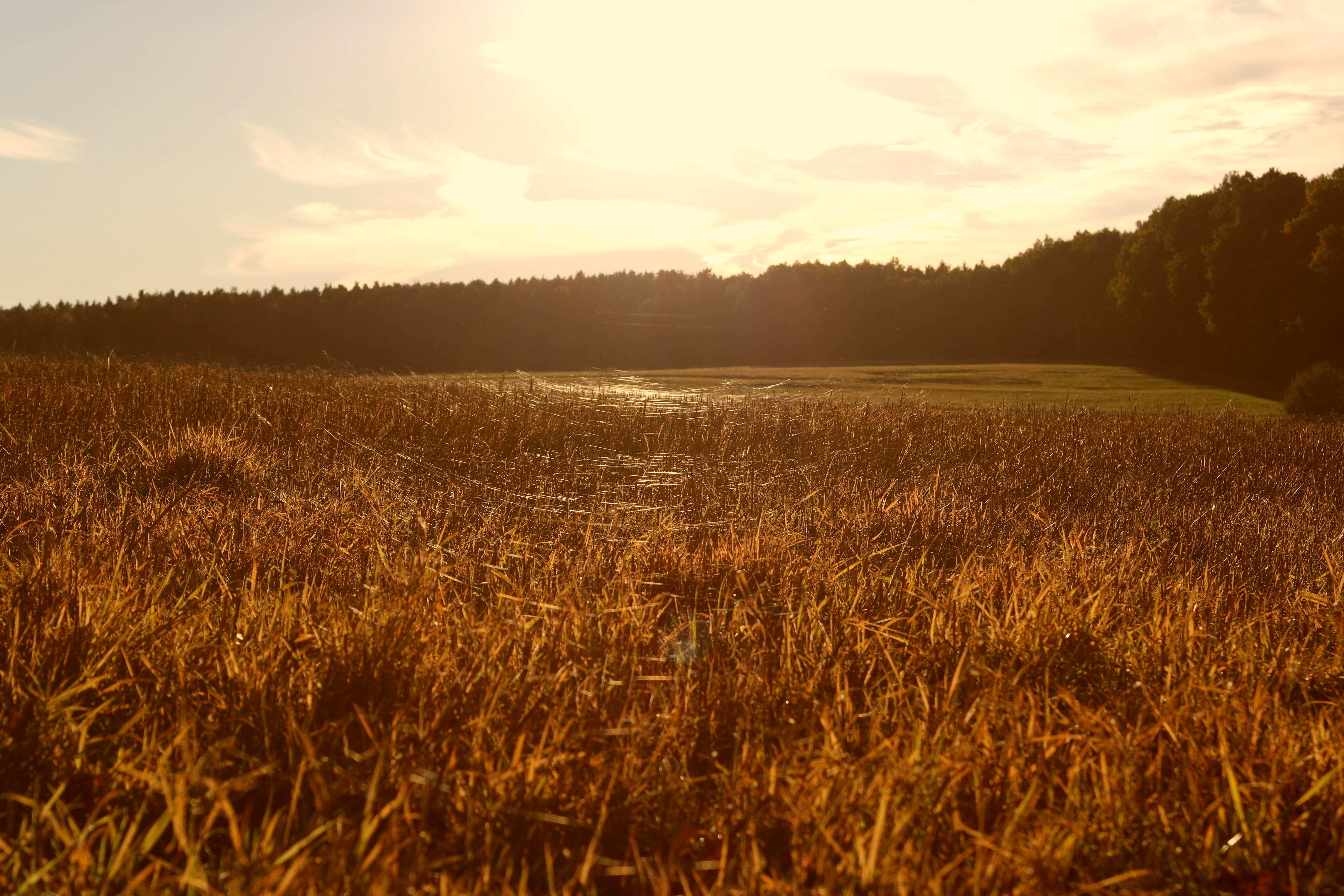 Meadow, Sunset, Time, Reflected, Rays, reflected rays, cobwebs