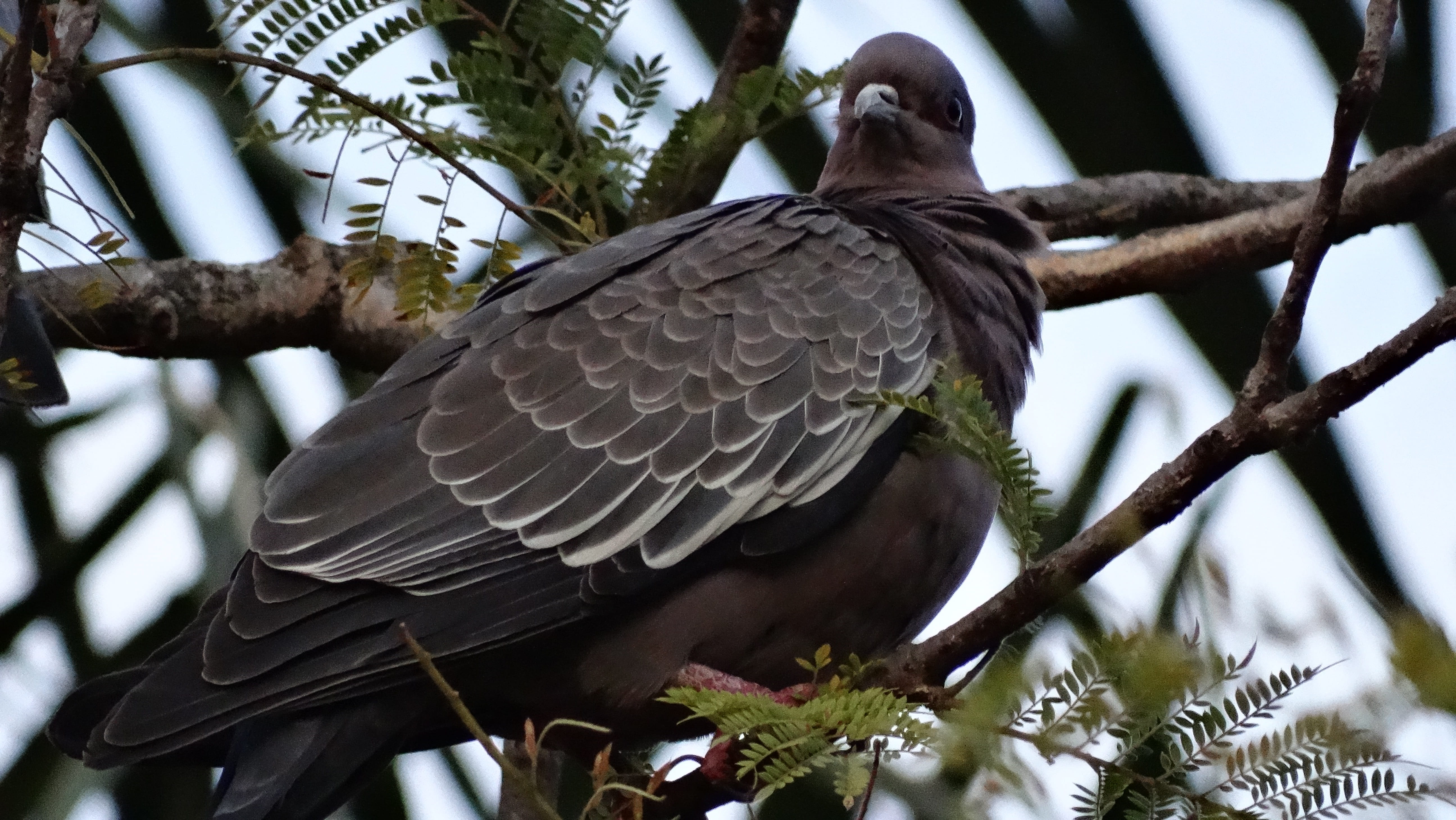 pigeon, paige, bird, animal wildlife, tree, vertebrate, animals in the wild