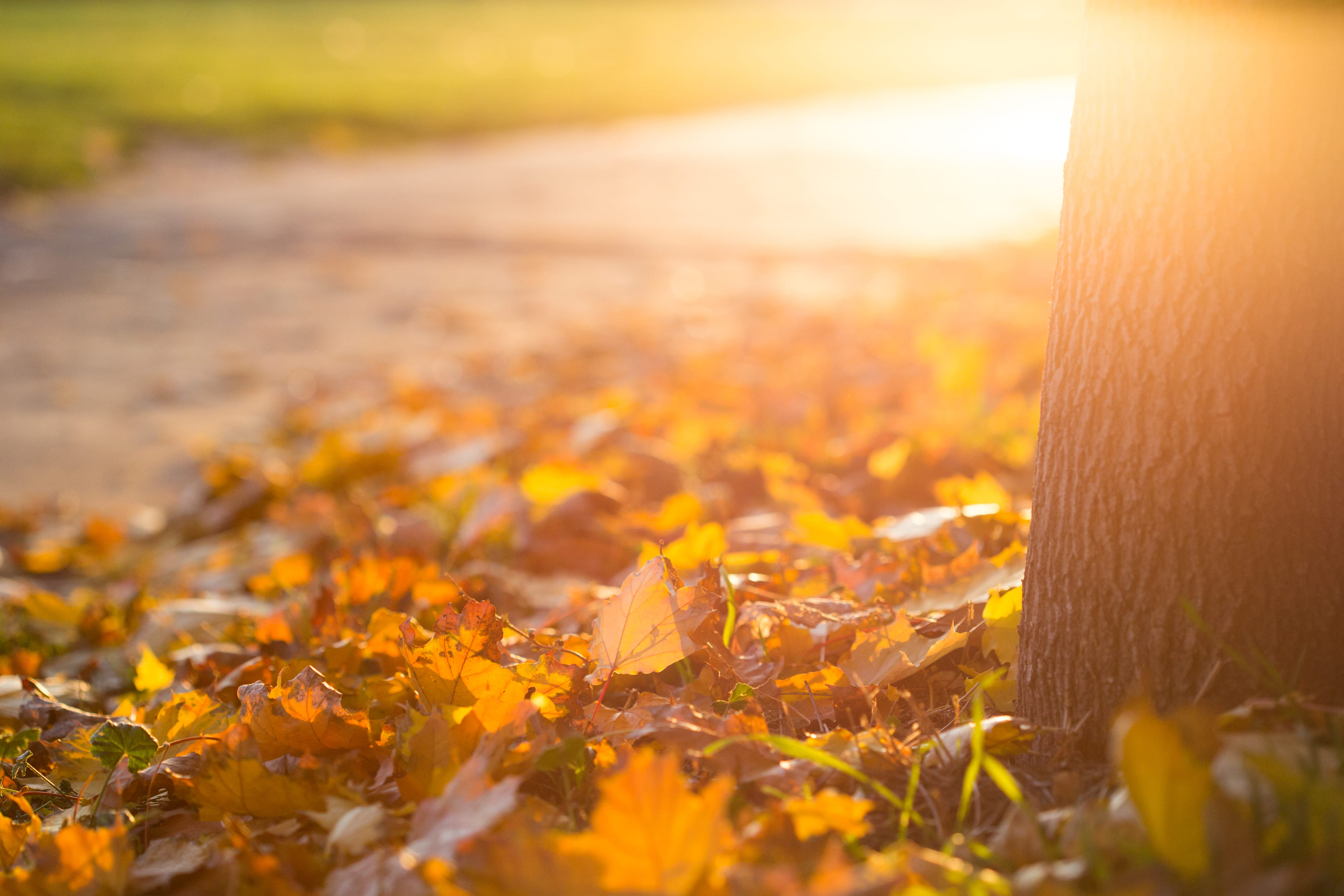 Free Download Hd Wallpaper Fall Autumn Leaves On The Ground Grass