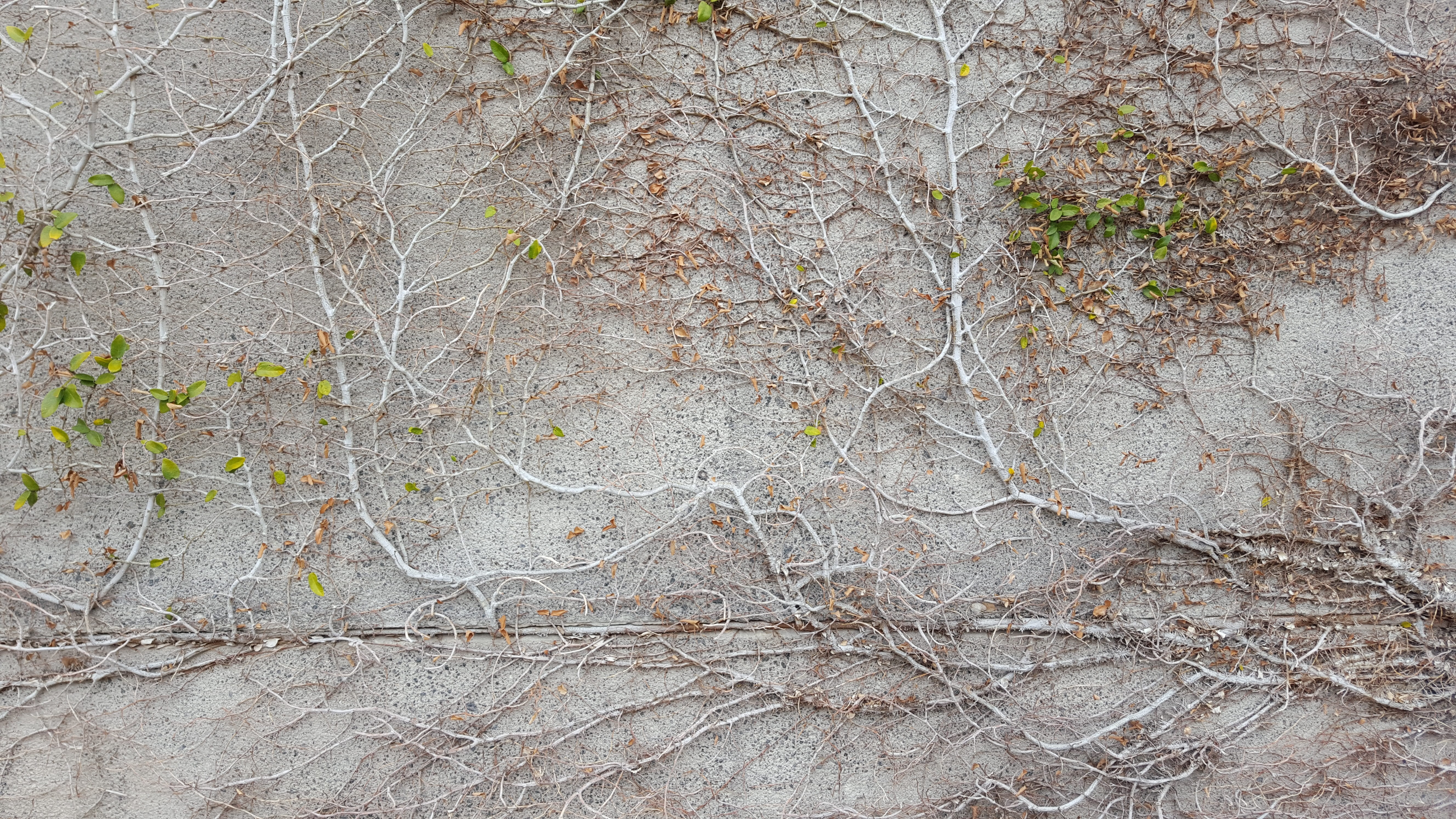 Tree, Texture, Vegetation, Wall, backgrounds, pattern, abstract