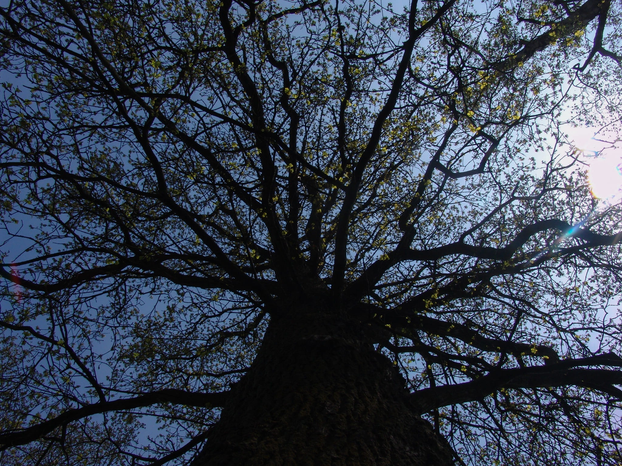 tree, sky, branches, plant, low angle view, tree trunk, growth