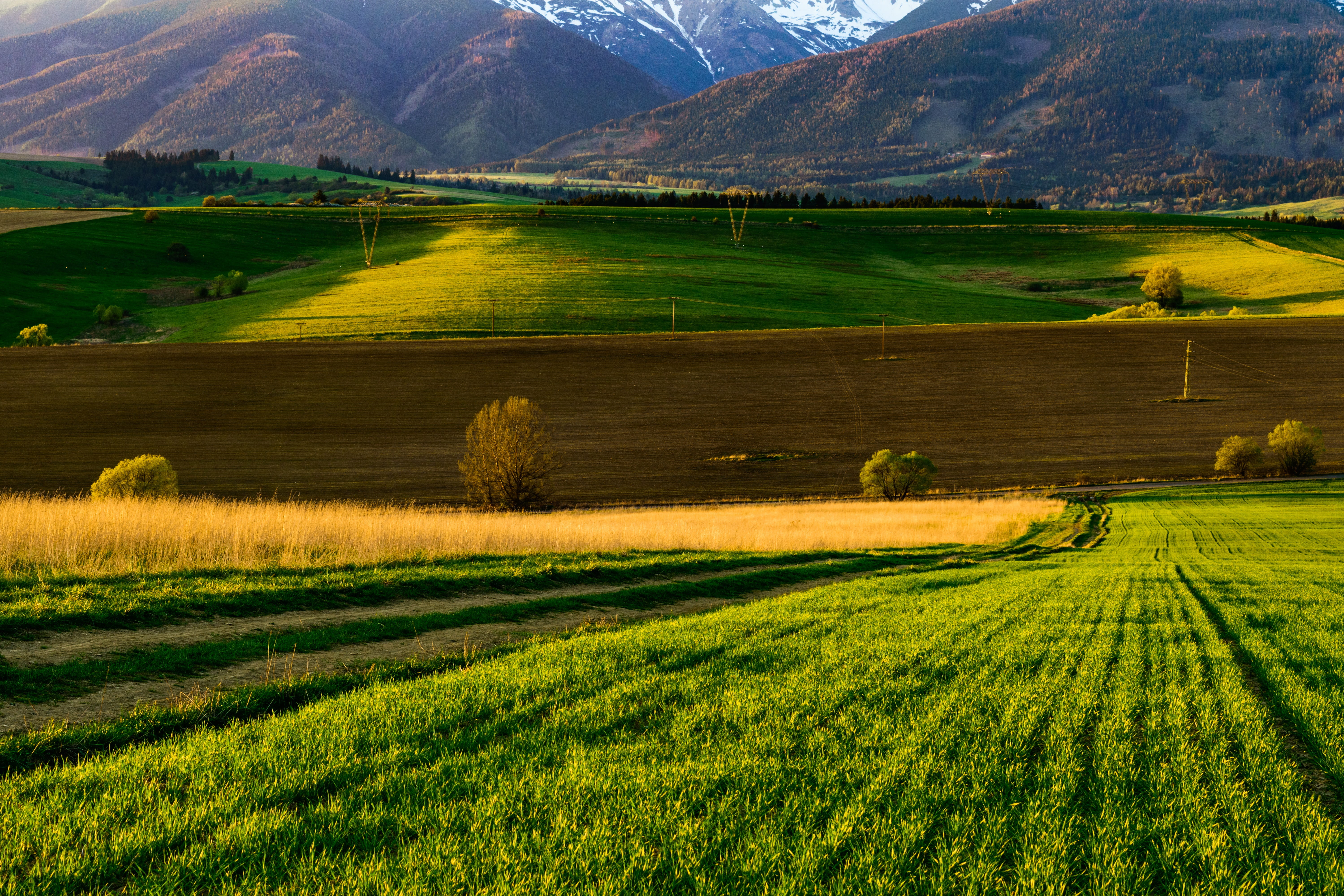 mountains, fields, meadow, path, nature, country, views, grass