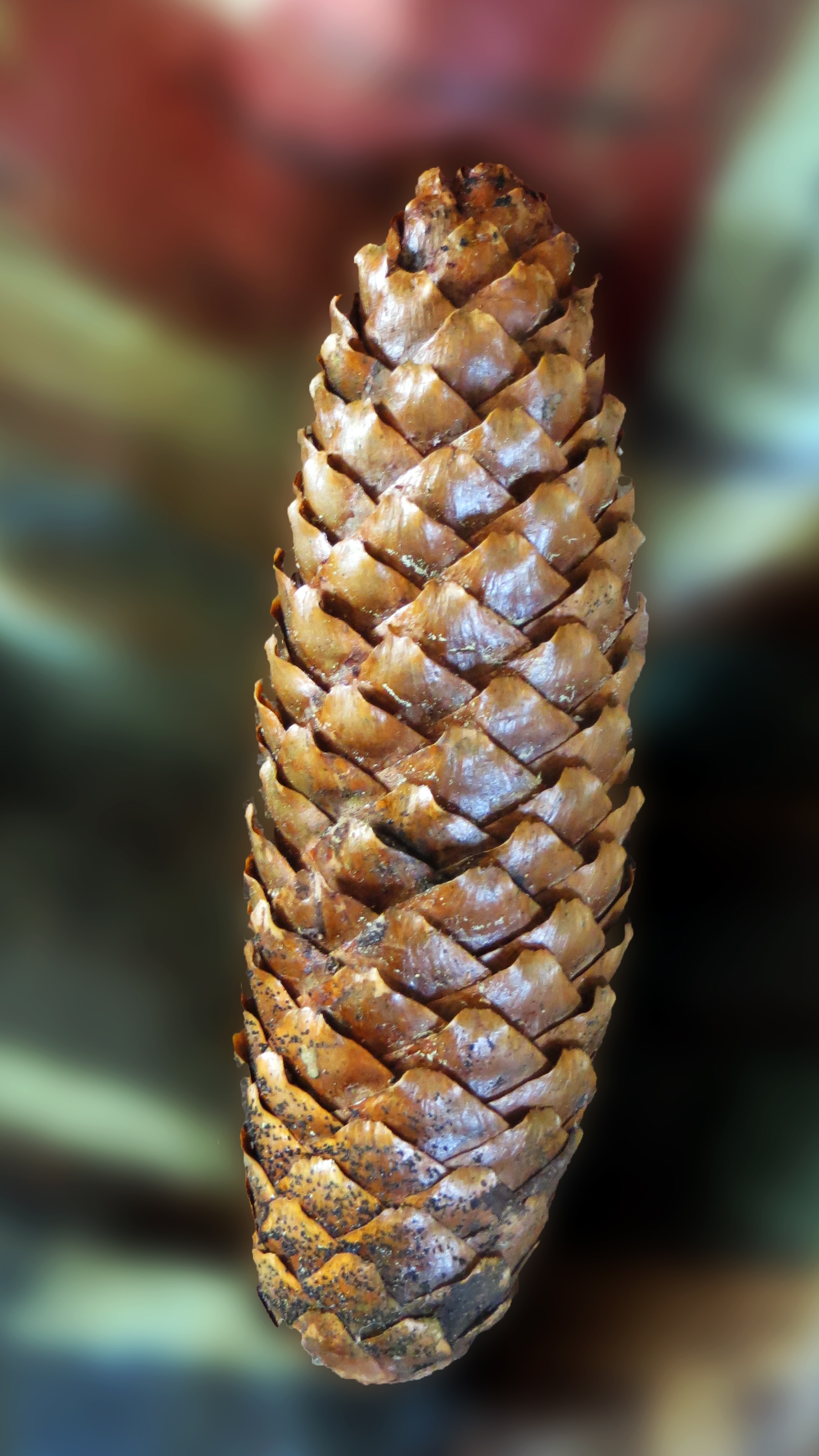 pine cones, tree fruit, decoration, forest, grove, forest floor