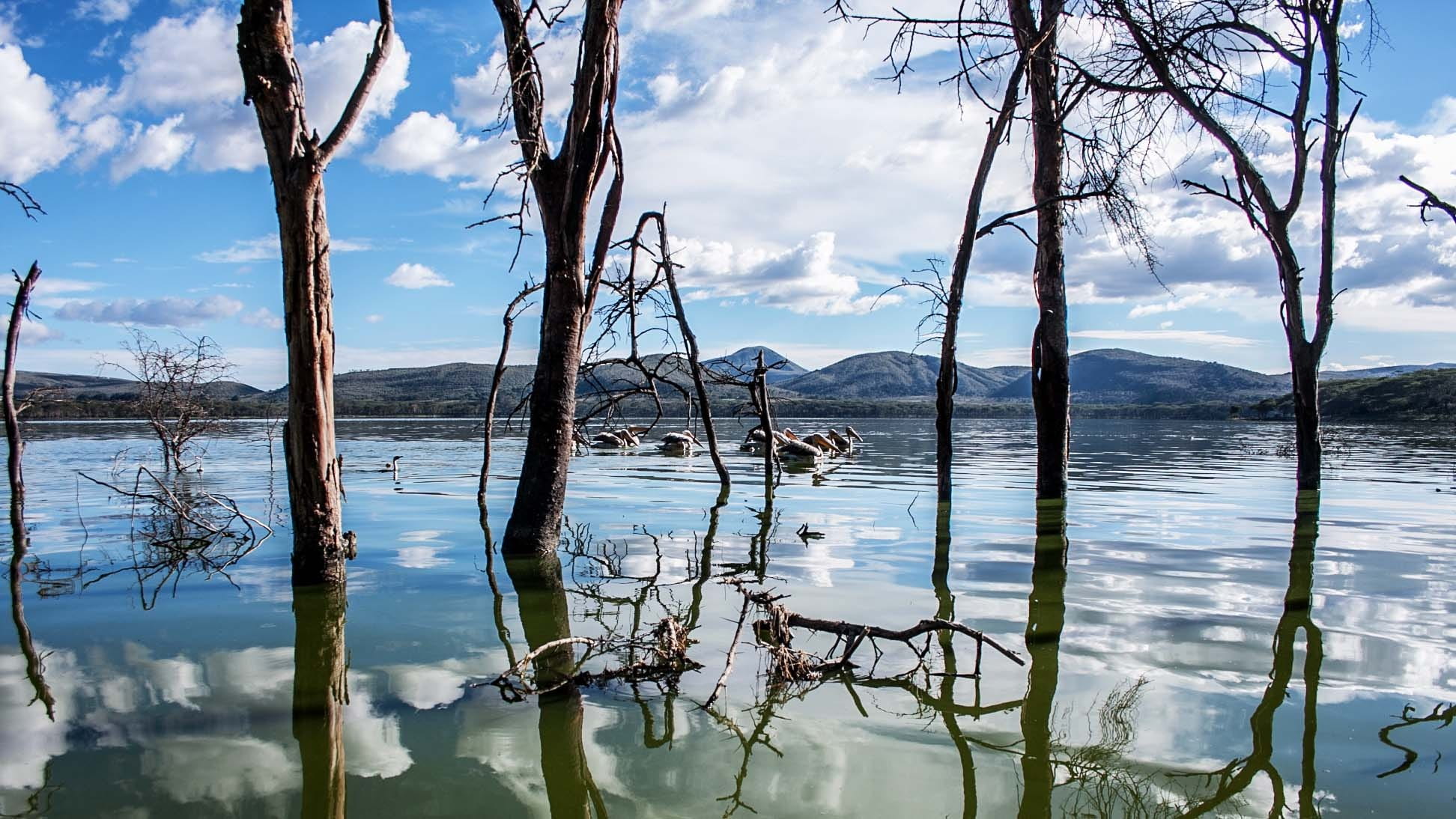 acacia tree, sky, reflection, mountains, clouds, lake, water