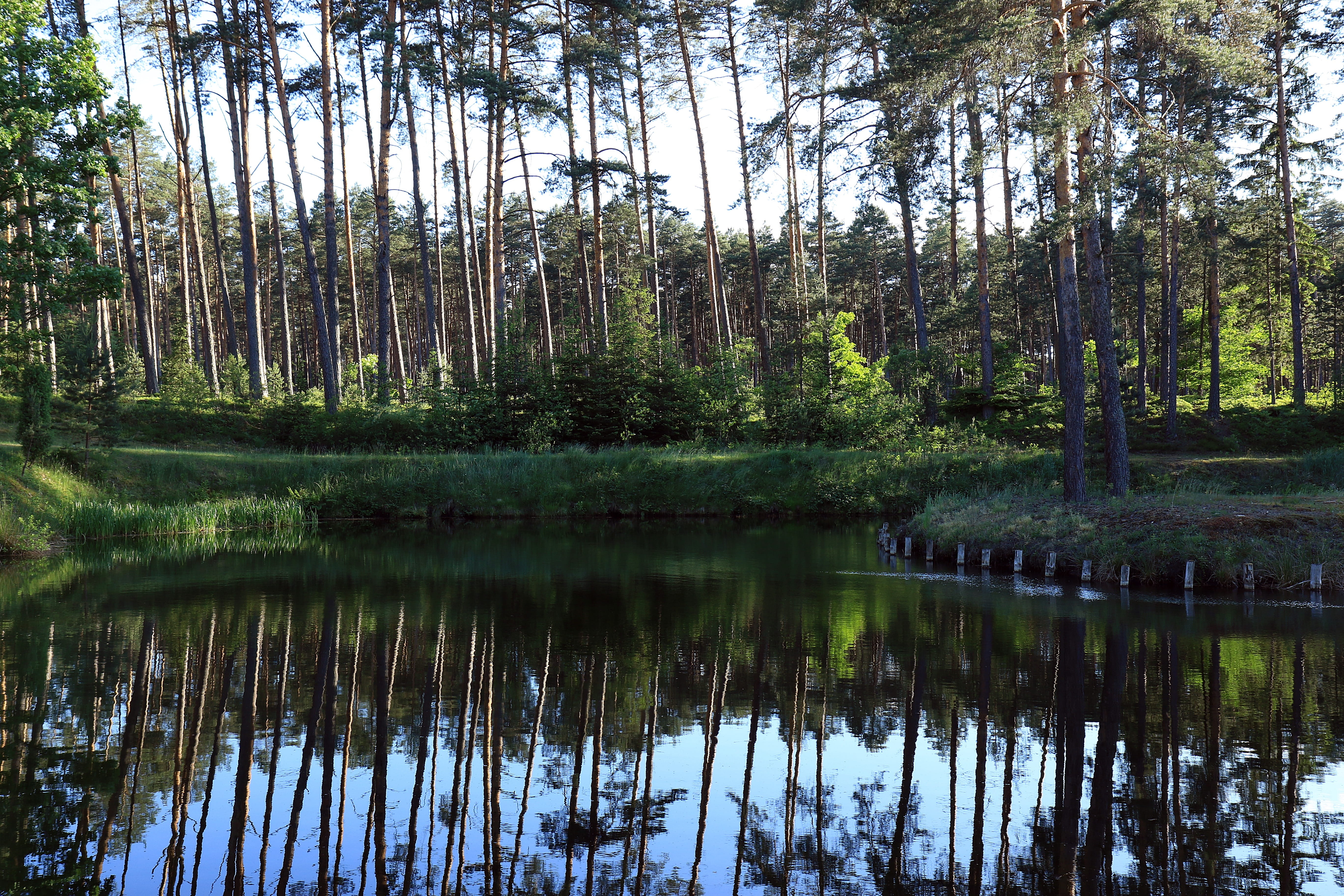 forest, water, reflection, summer, landscape, tree, green, stream
