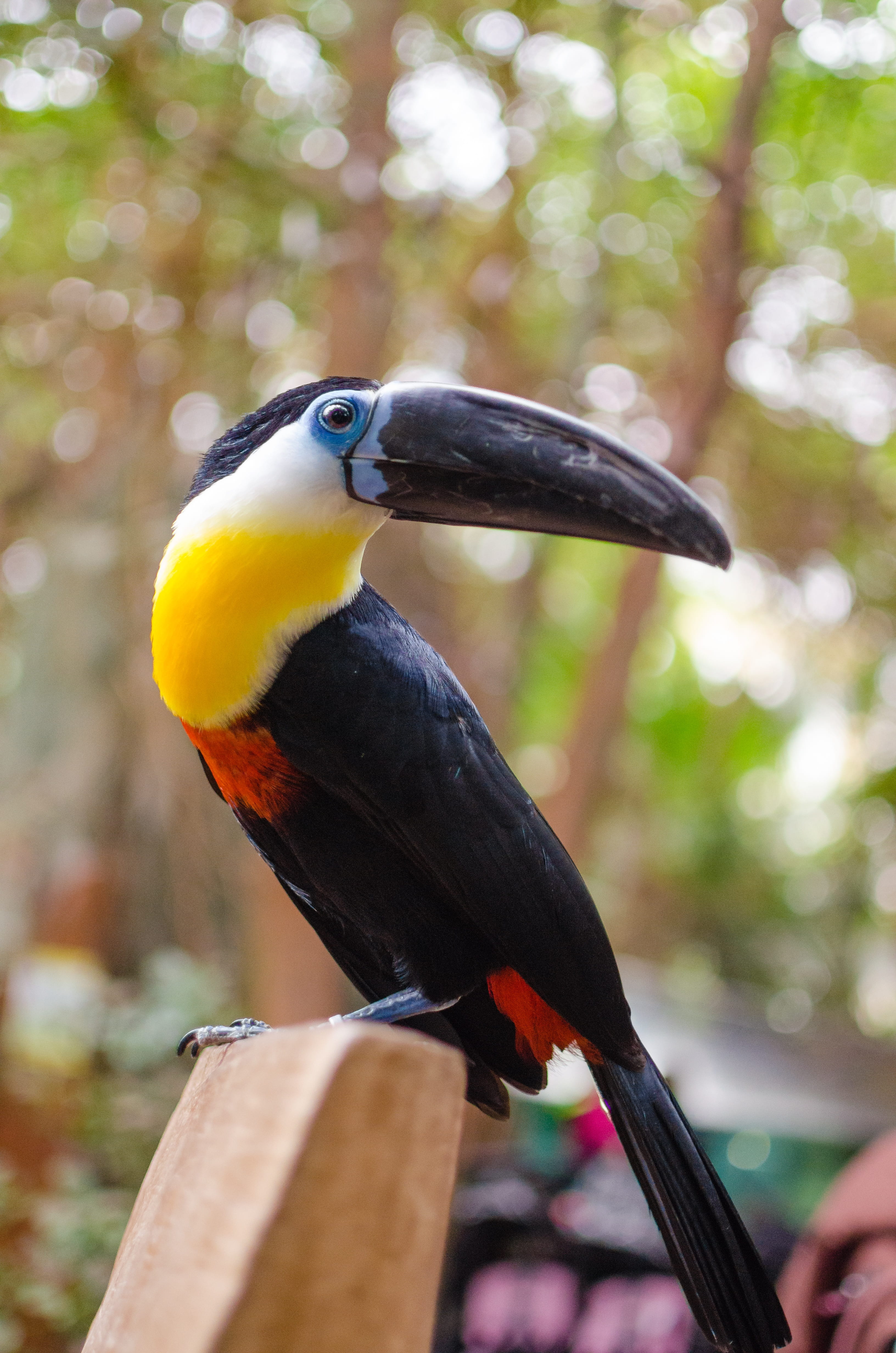 Free Download | HD Wallpaper: Black Tucan Bird, Toucan, Tropical Bird ...