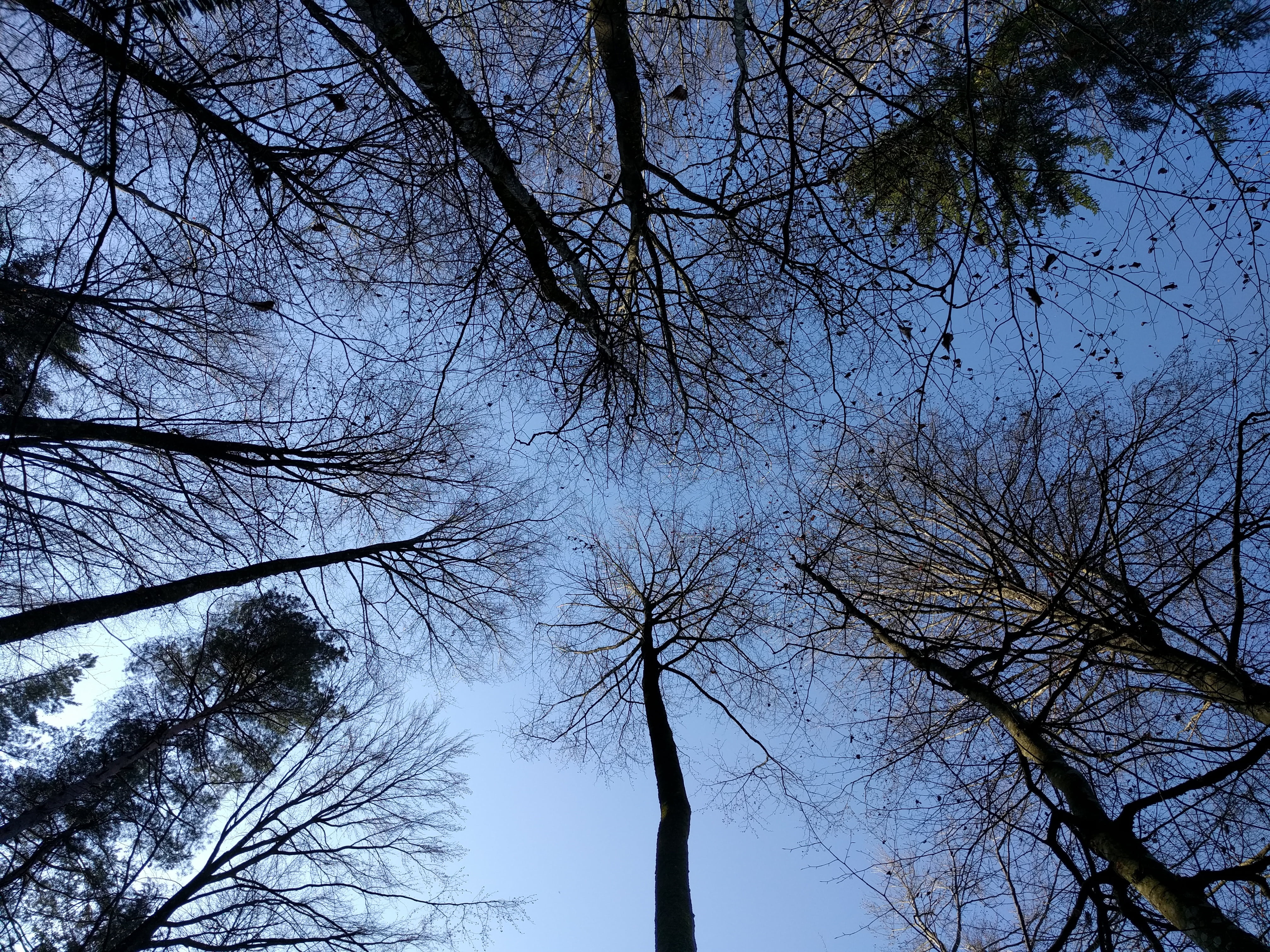 forest, trees, sky, branches, up, plant, low angle view, bare tree