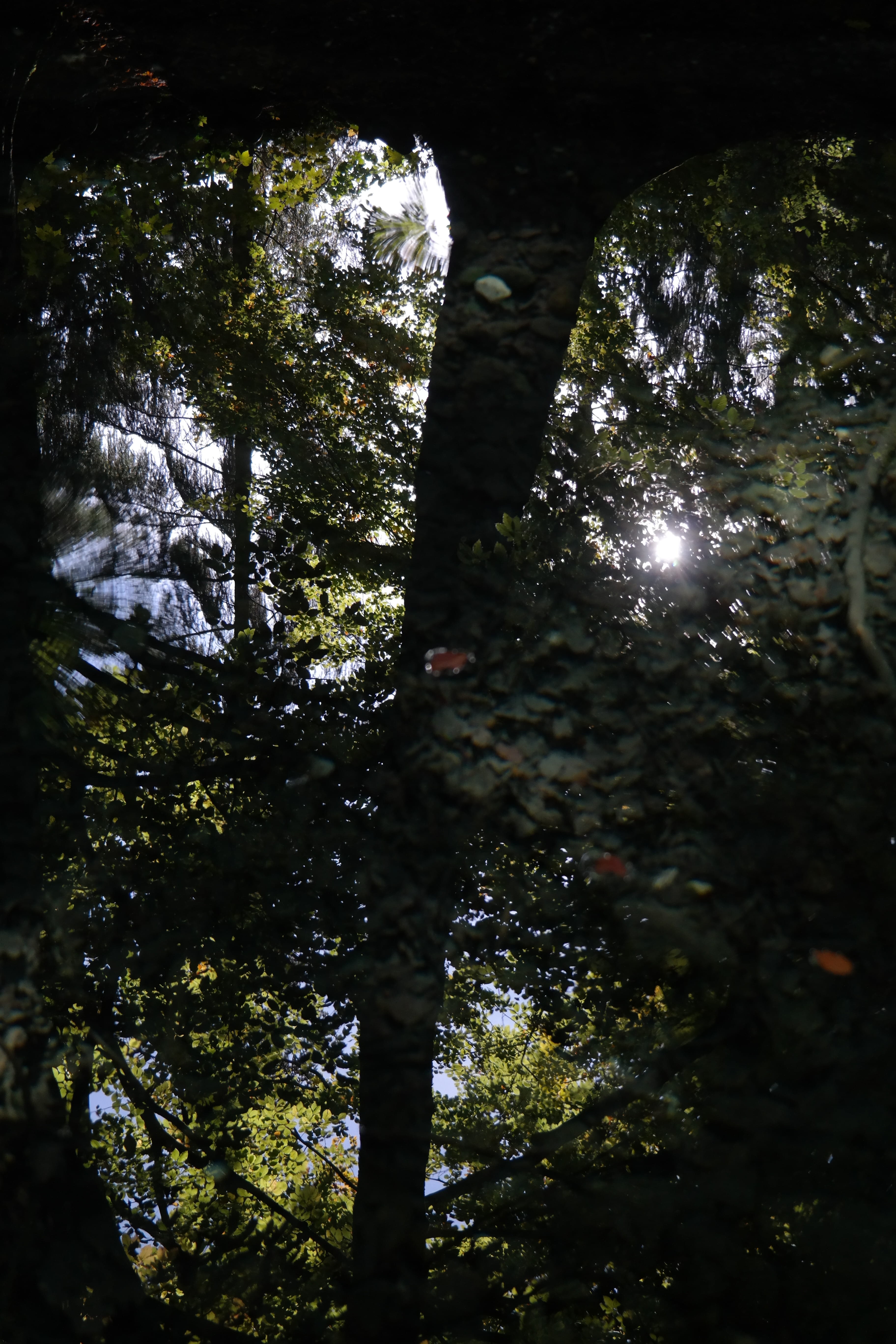 Water Surface, Mirroring, reflection, tree, nature, forest