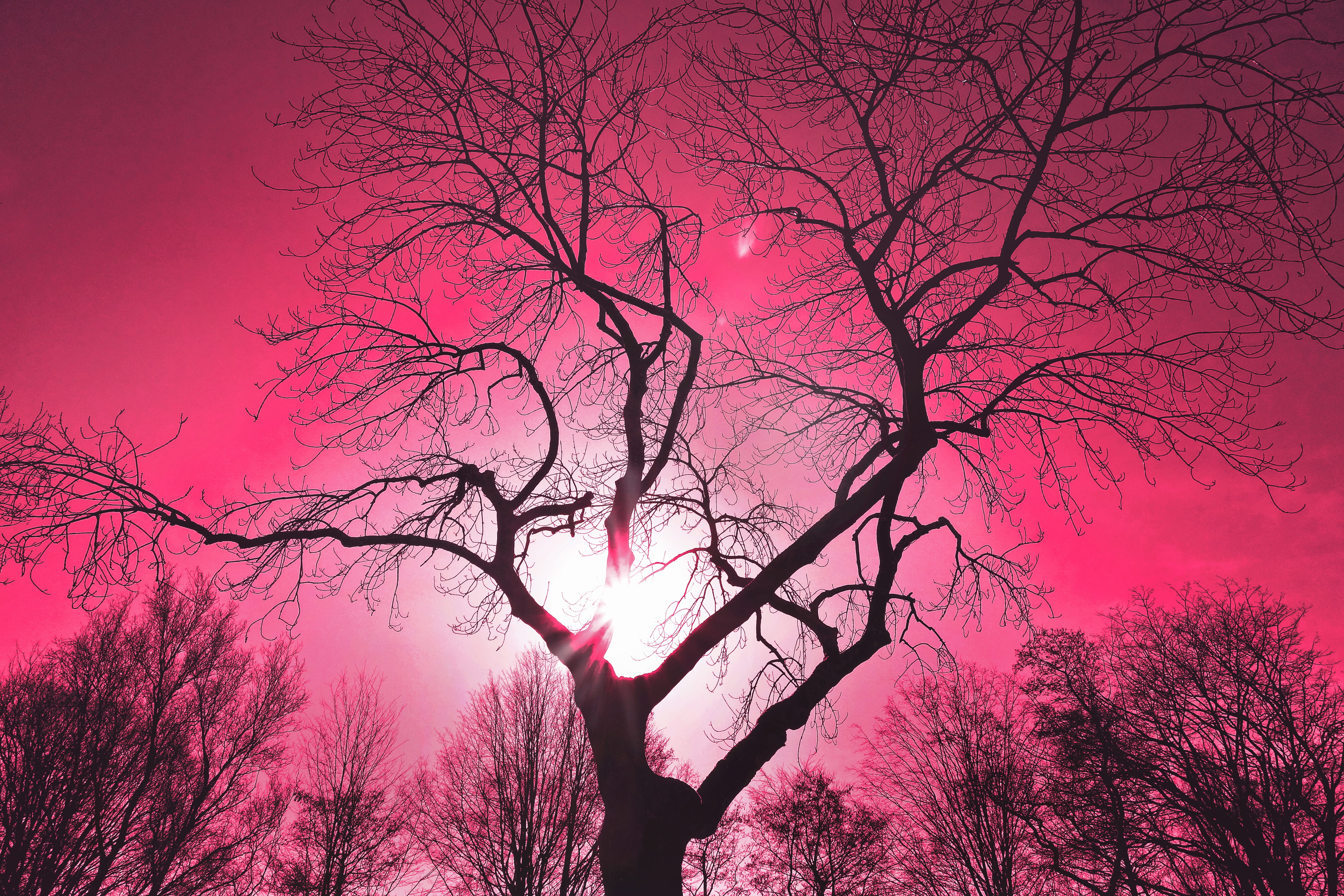 black bare tree illustration, tree top, silhouette, tree silhouette