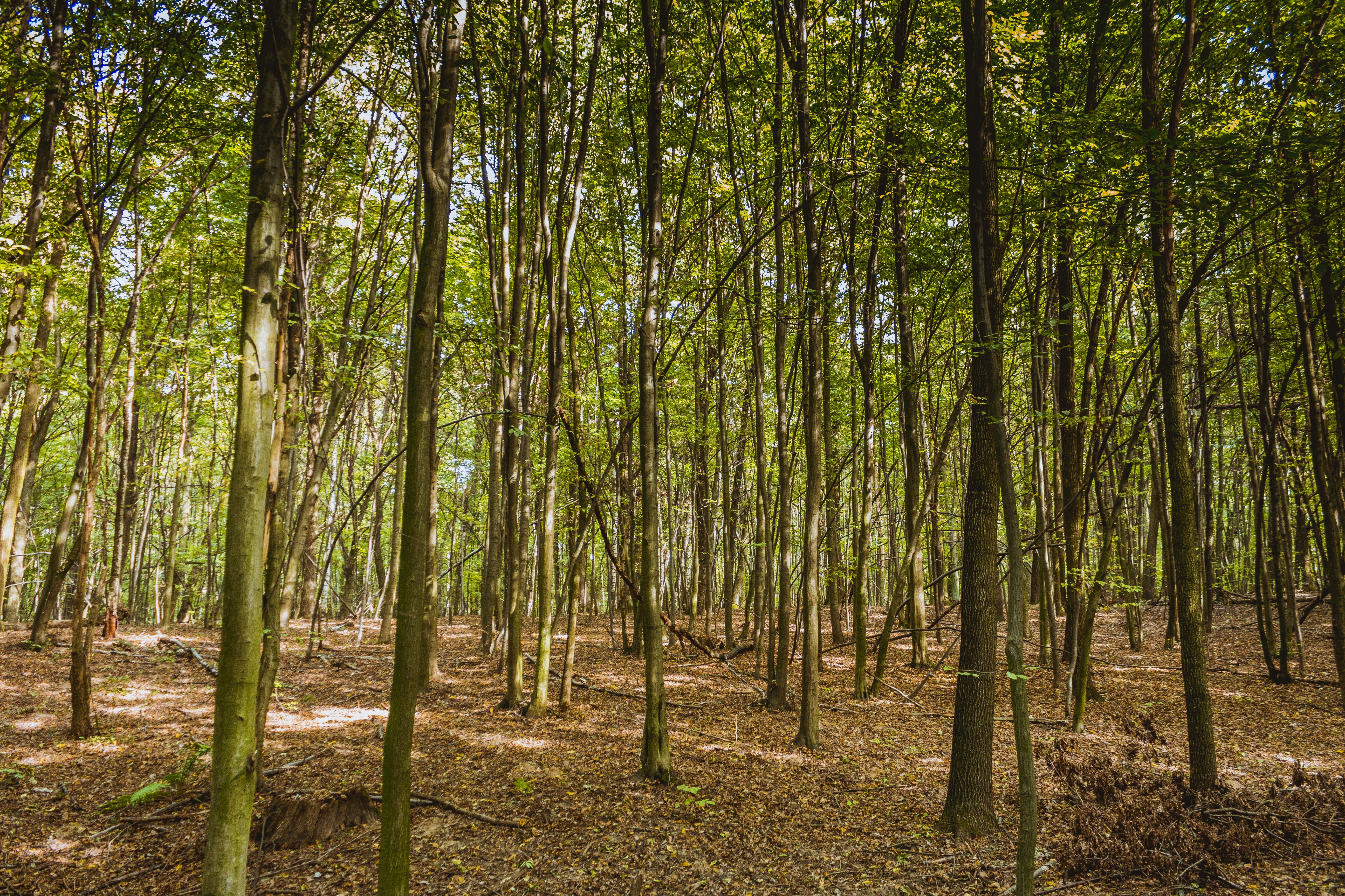 forest, a dense forest, spring, nature, litter, foliage, tree