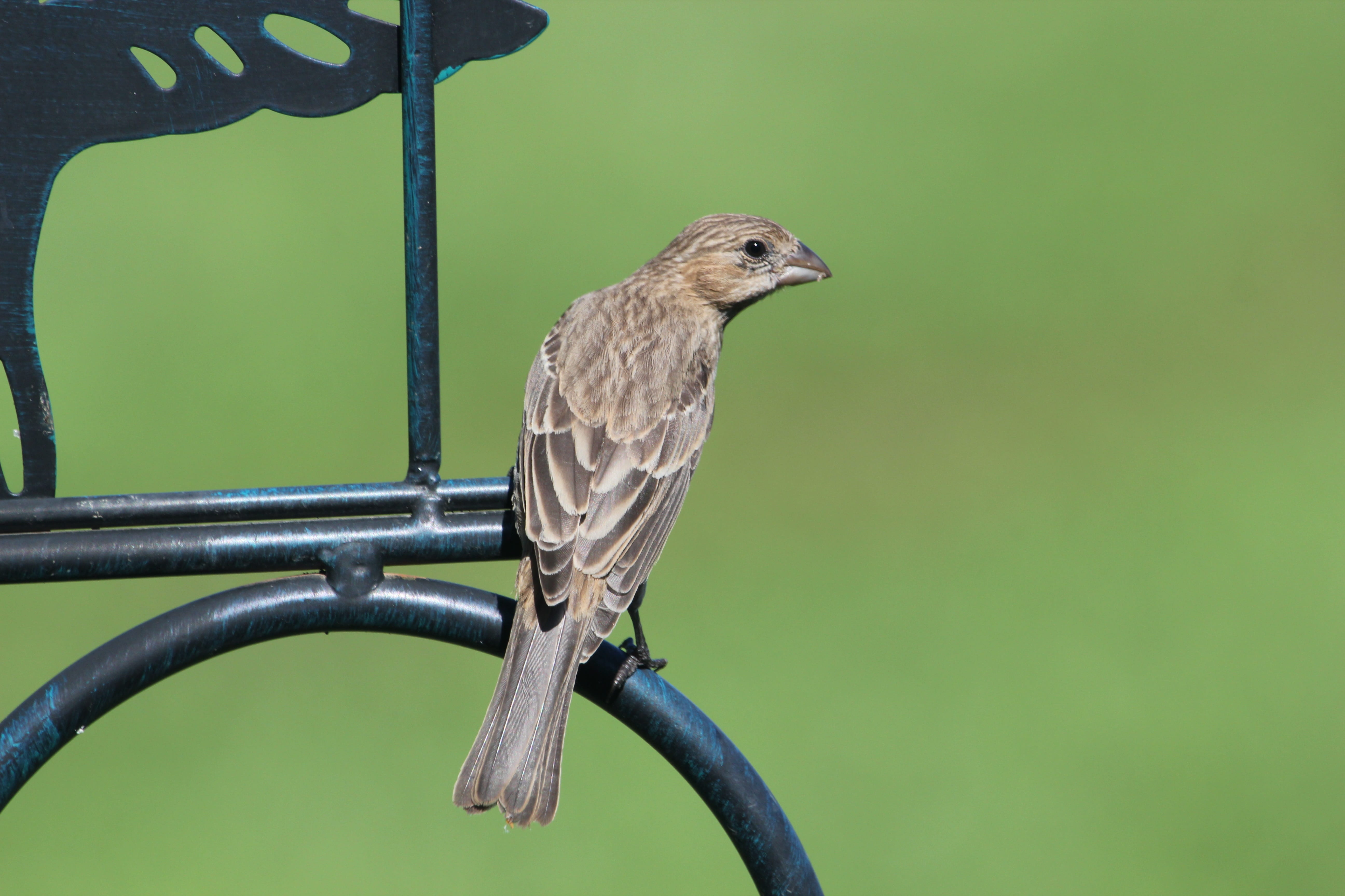 bird, finch, house finch, female, perched, nature, animal, wild