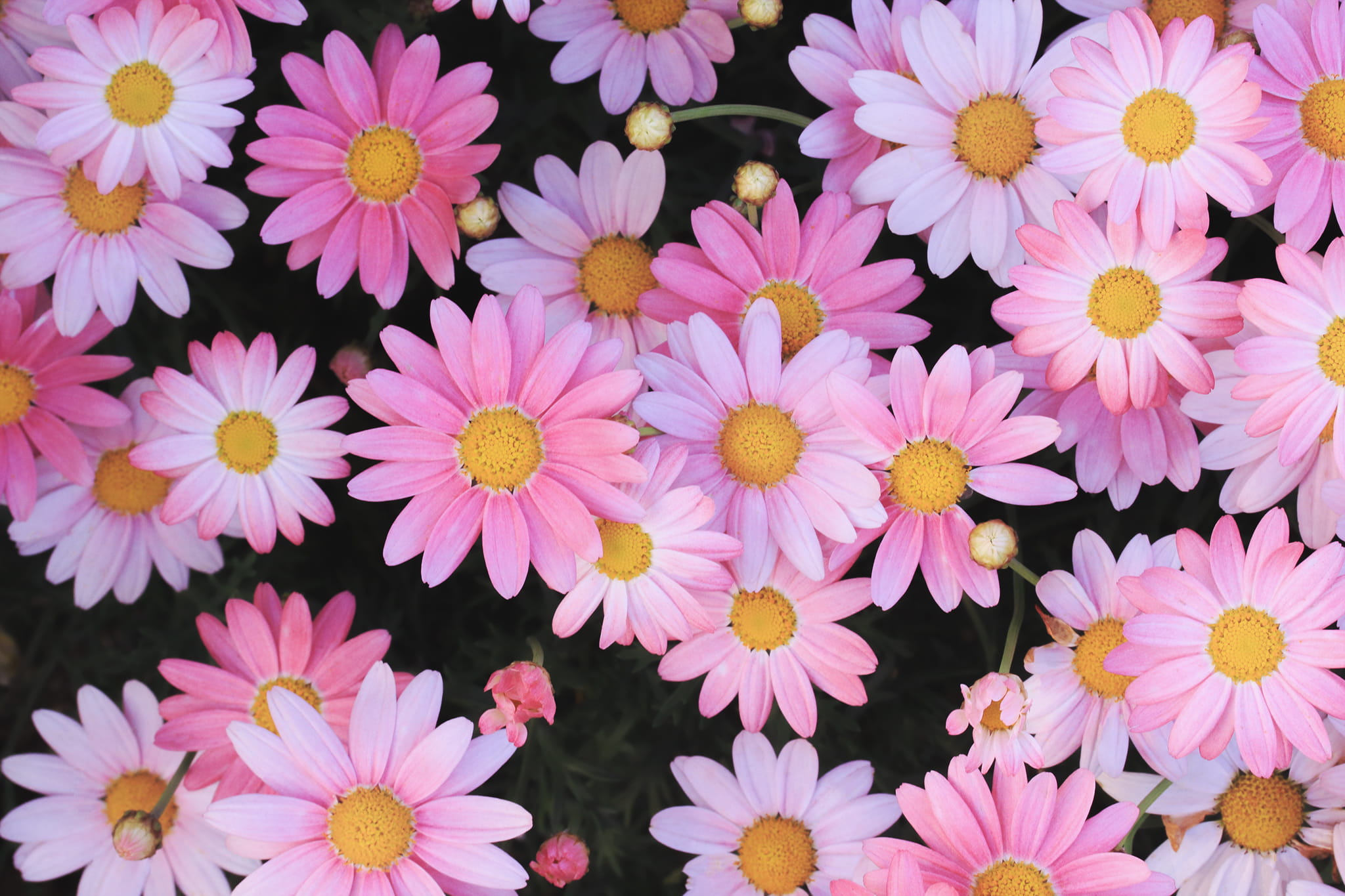 pink daisy flowers photo, pink Color, nature, backgrounds, plant