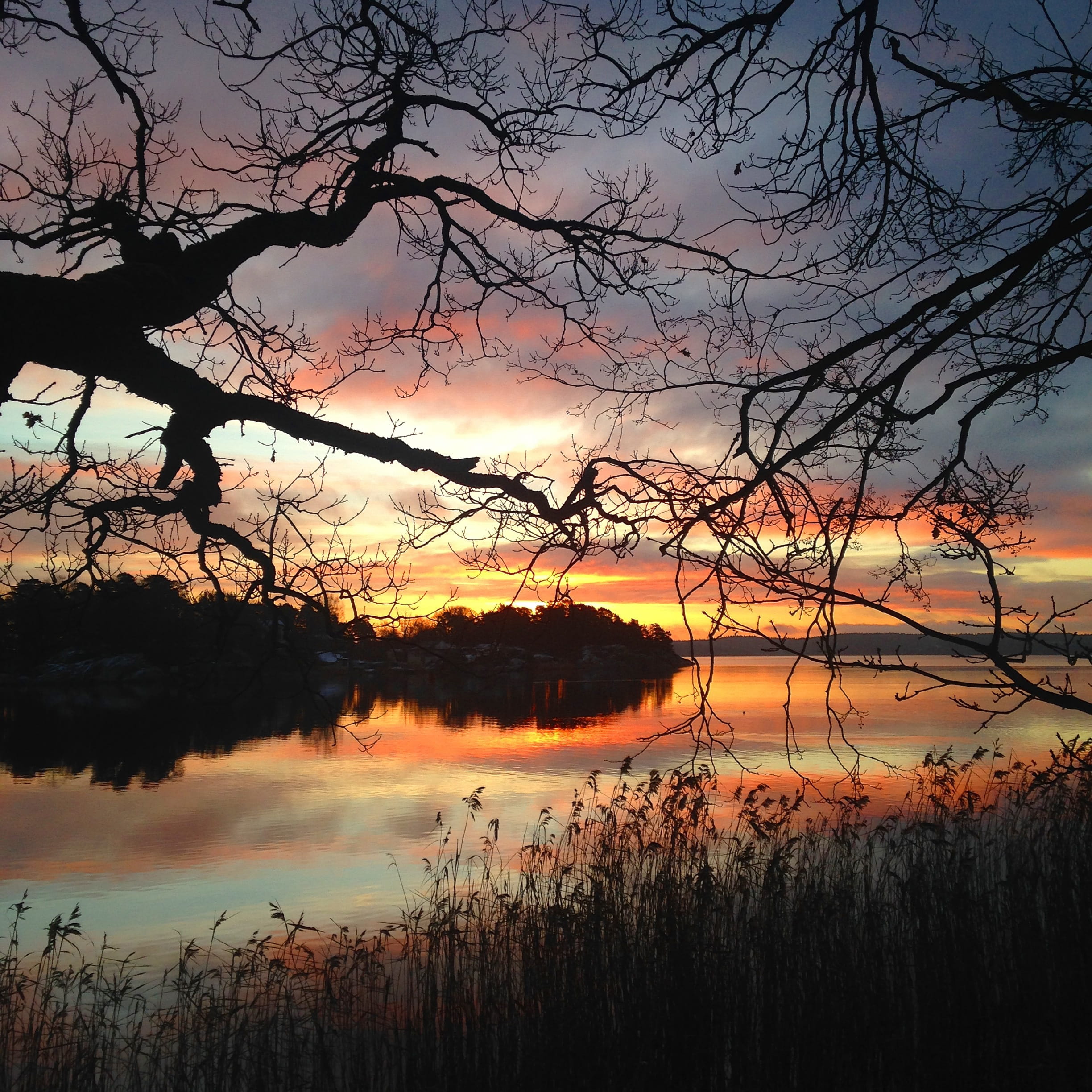 Evening, Water, Tree, Sunset, Shoreline, reflection, lake, bare tree
