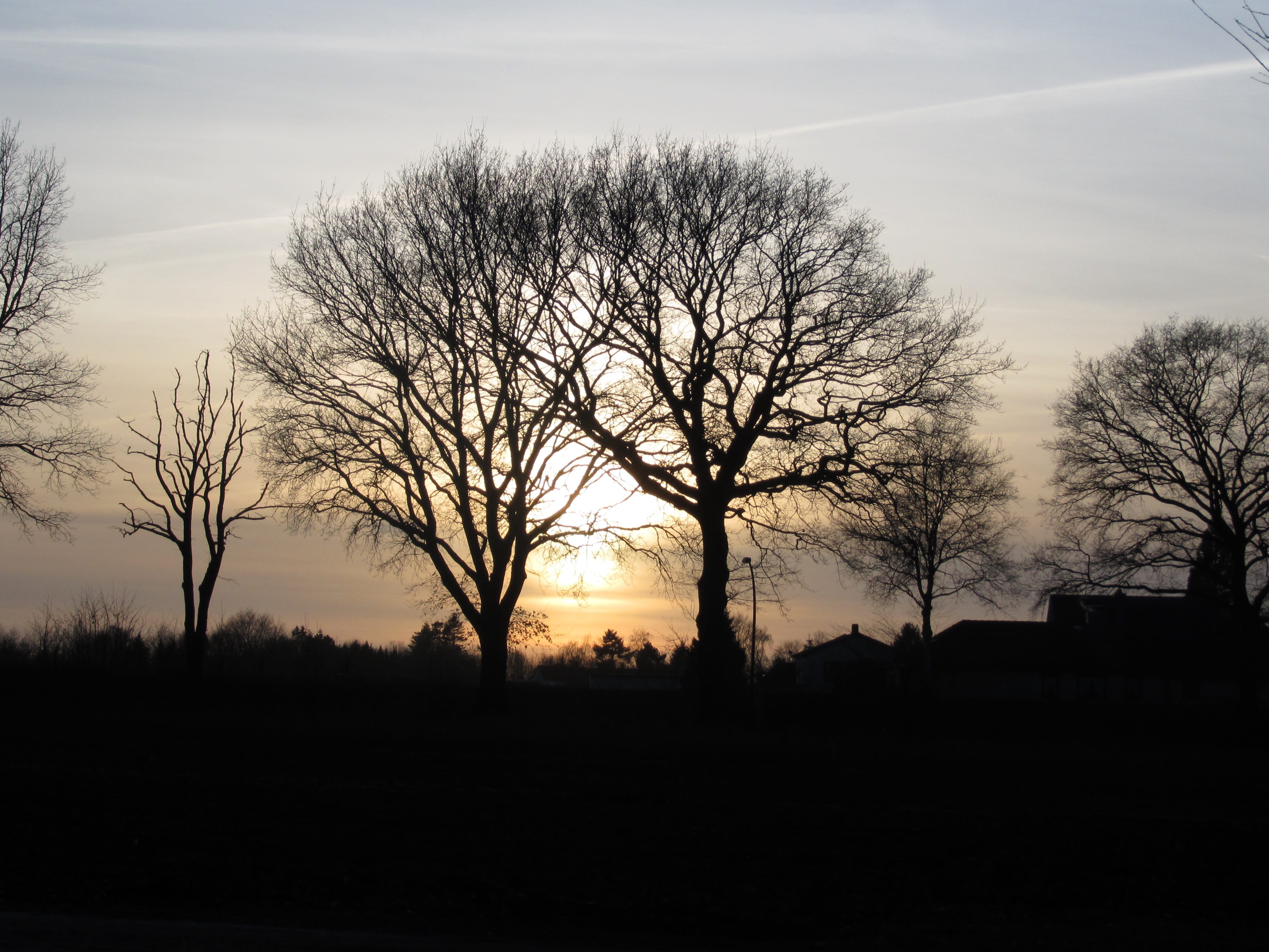 Evening Sun, Trees, Sunset, Silhouette, bare tree, landscape