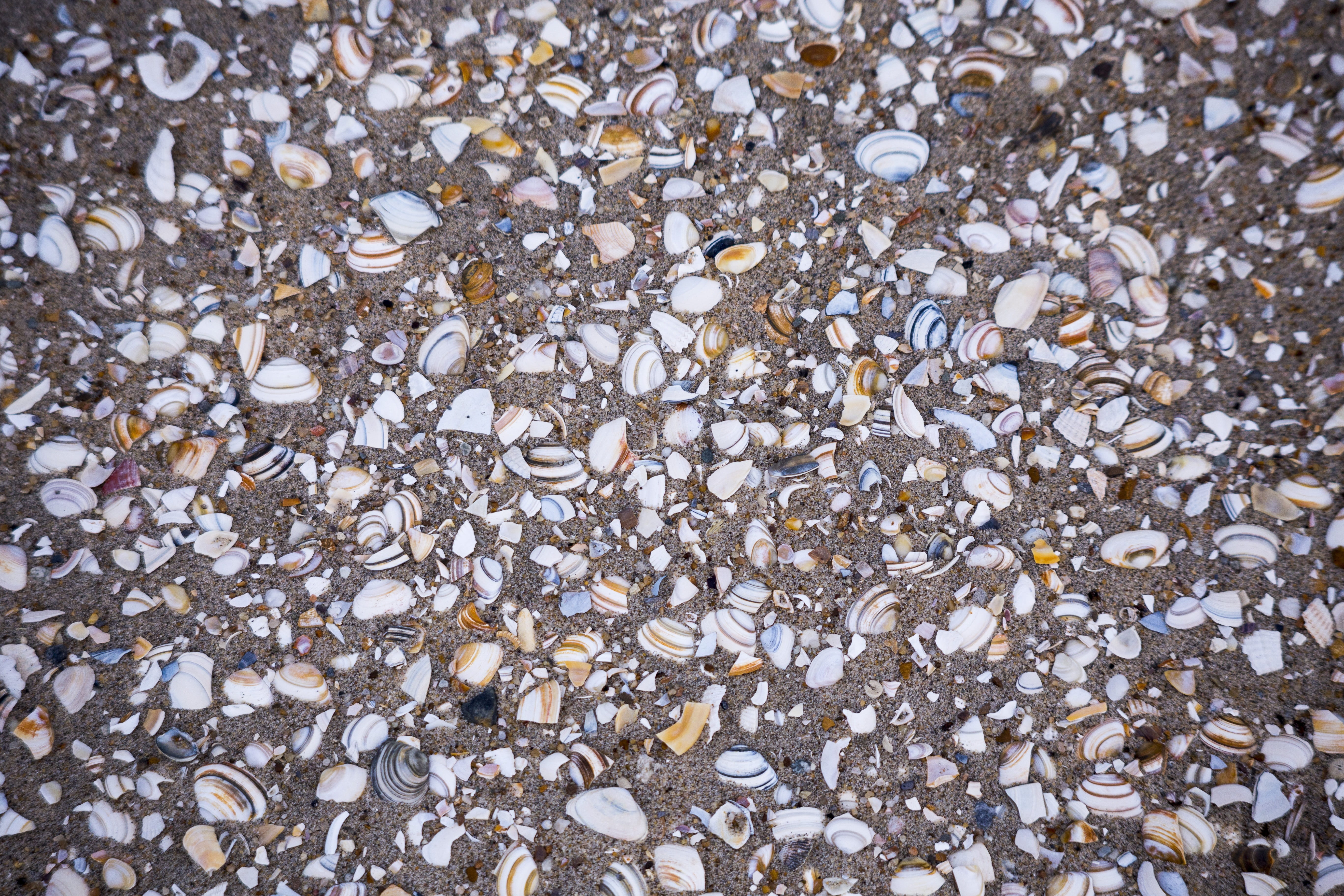 Beach, Sand, Shells, backgrounds, pattern, pebble, textured