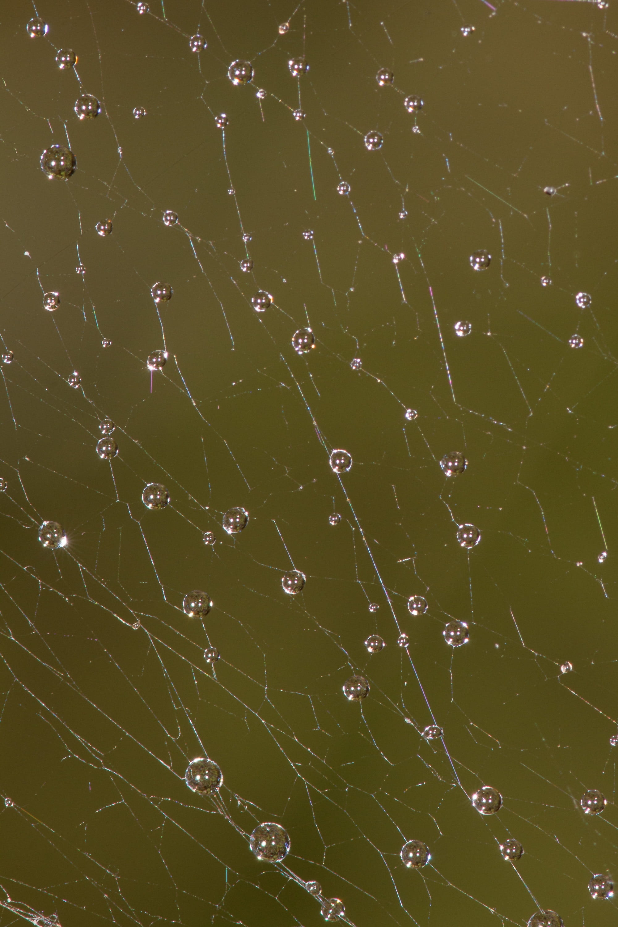network, dew, cobweb, autumn, moist, morgentau, raindrop, dewdrop