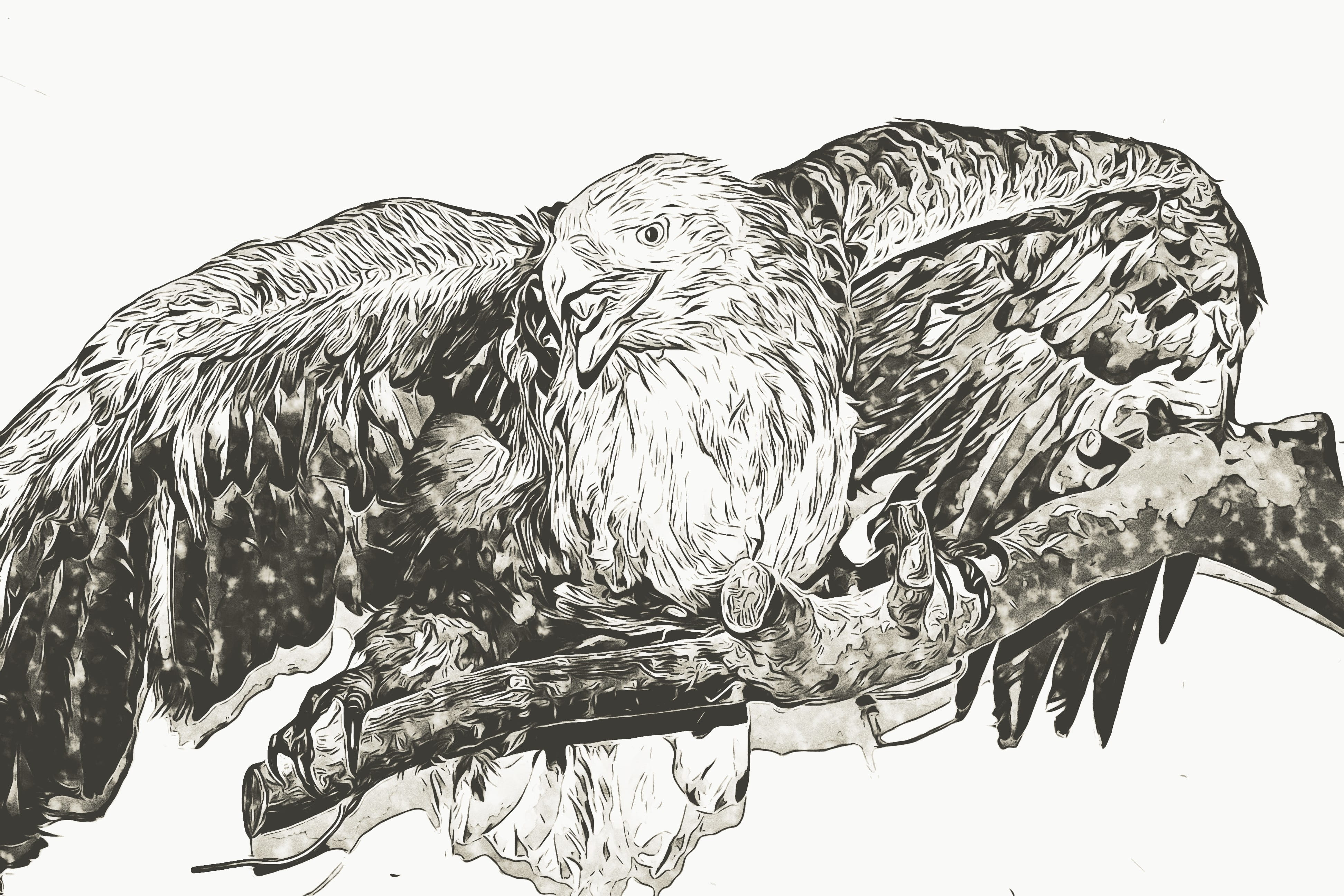 Graphics, Digital, Sas, Branch, sitting, wing, wings, bird