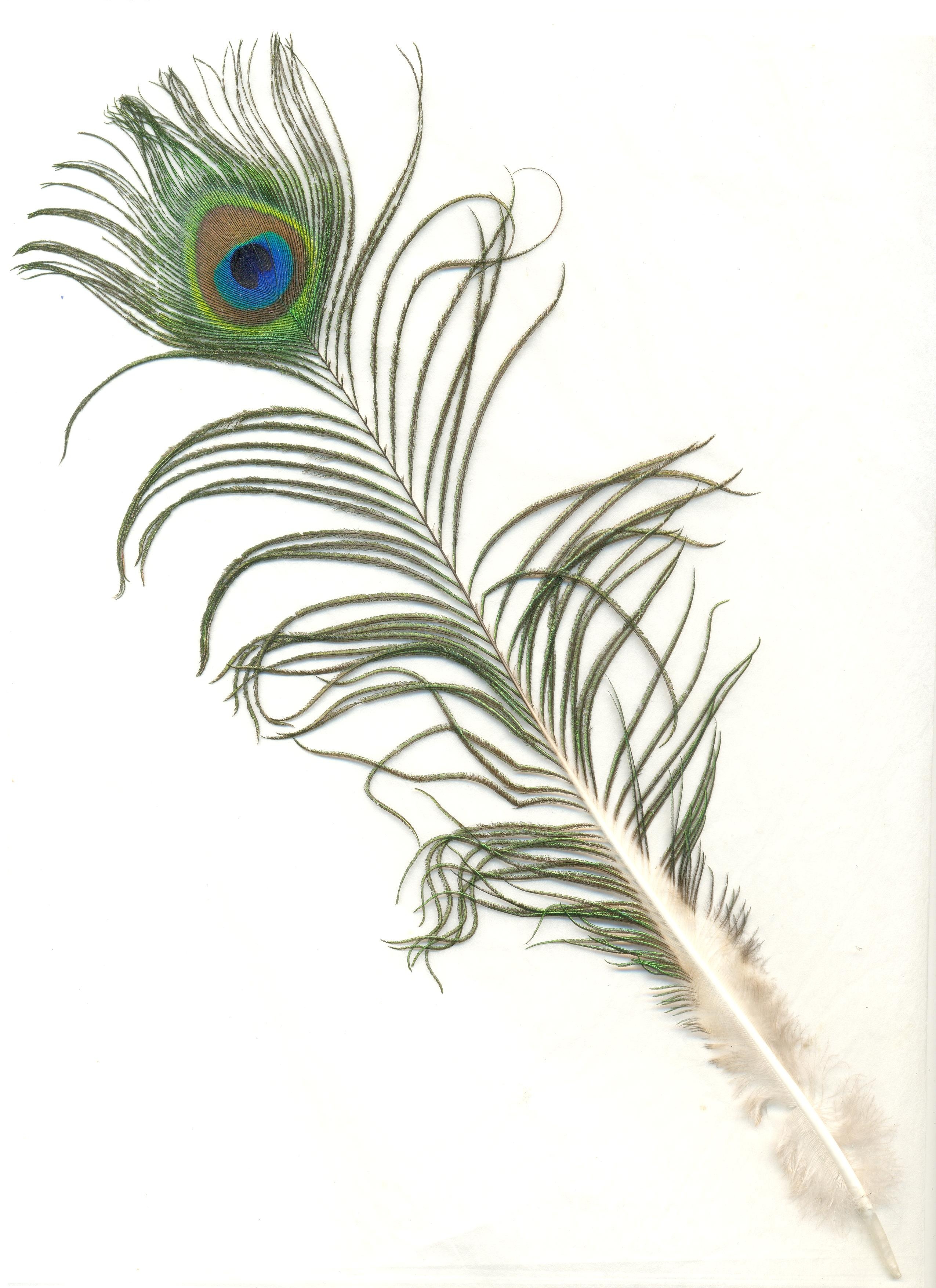 peacock feather with white background, male, indian, bird, pattern
