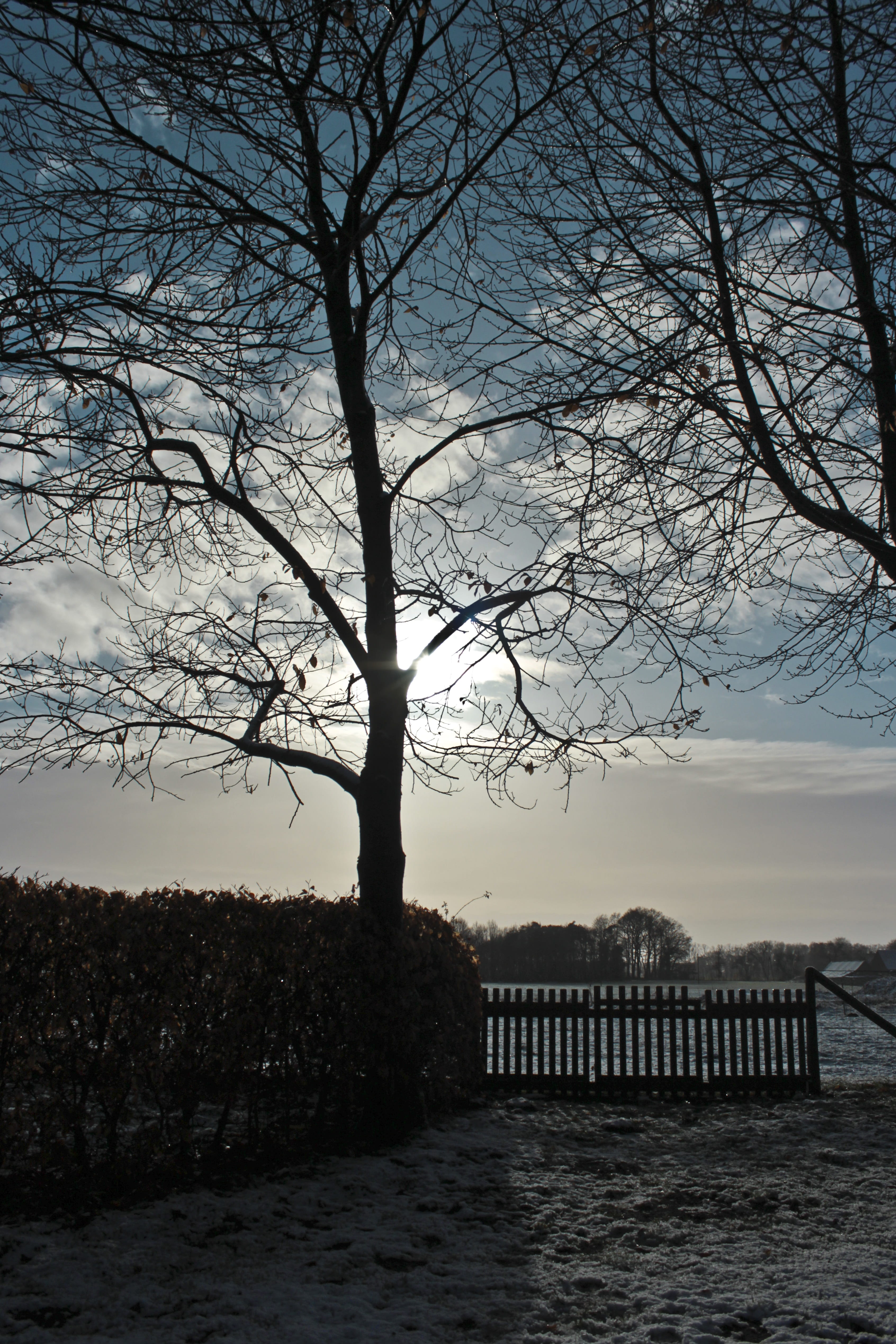 winter, tree, snow, shadow, sky, water, bare tree, architecture