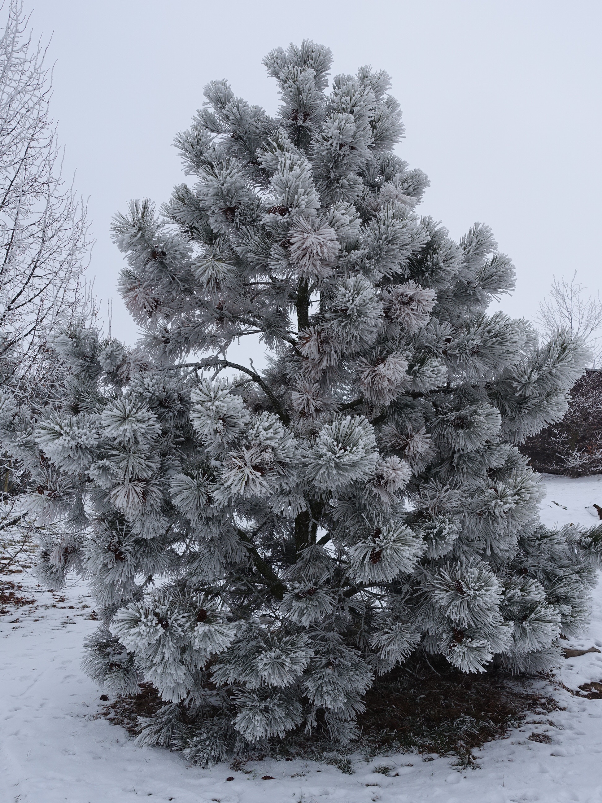 winter, hoarfrost, wintry, tree, cold, cold temperature, plant