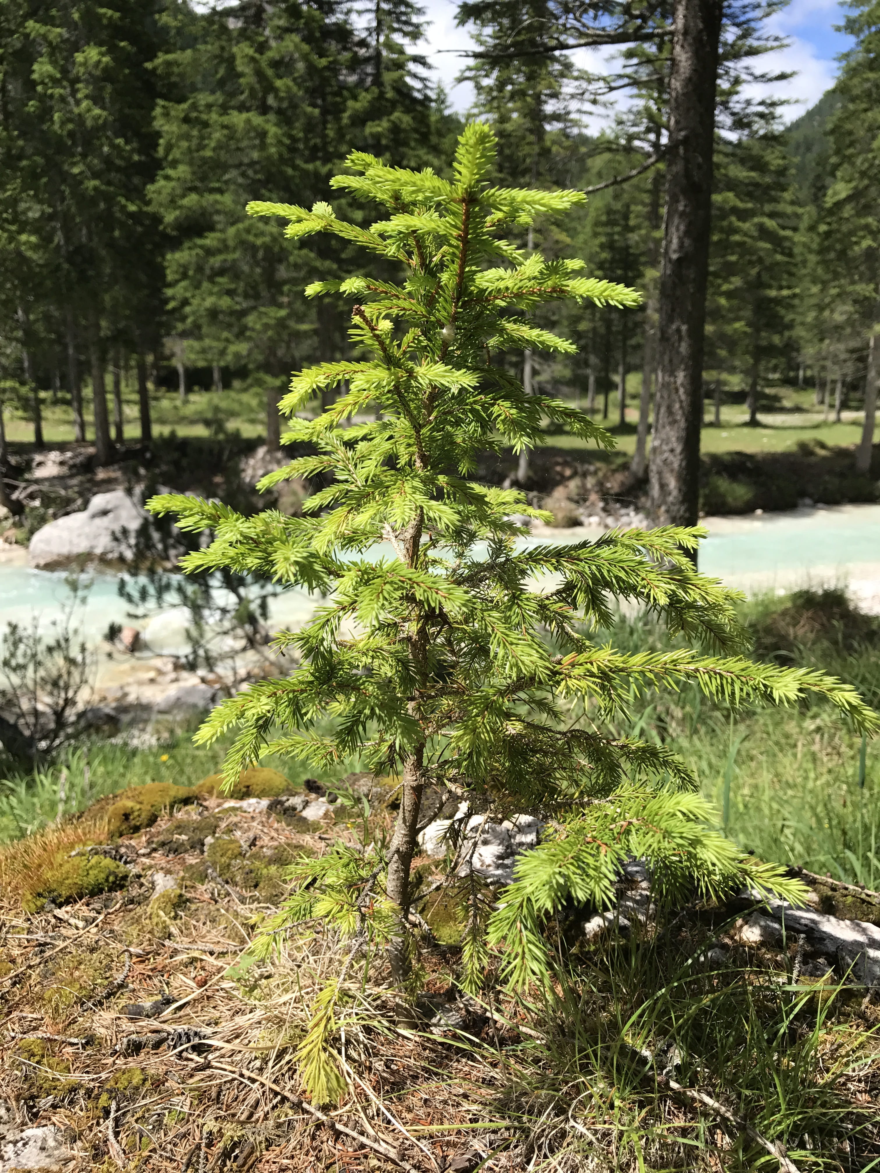 Small, Pine Tree, small tree, the small pine tree, forest, nature