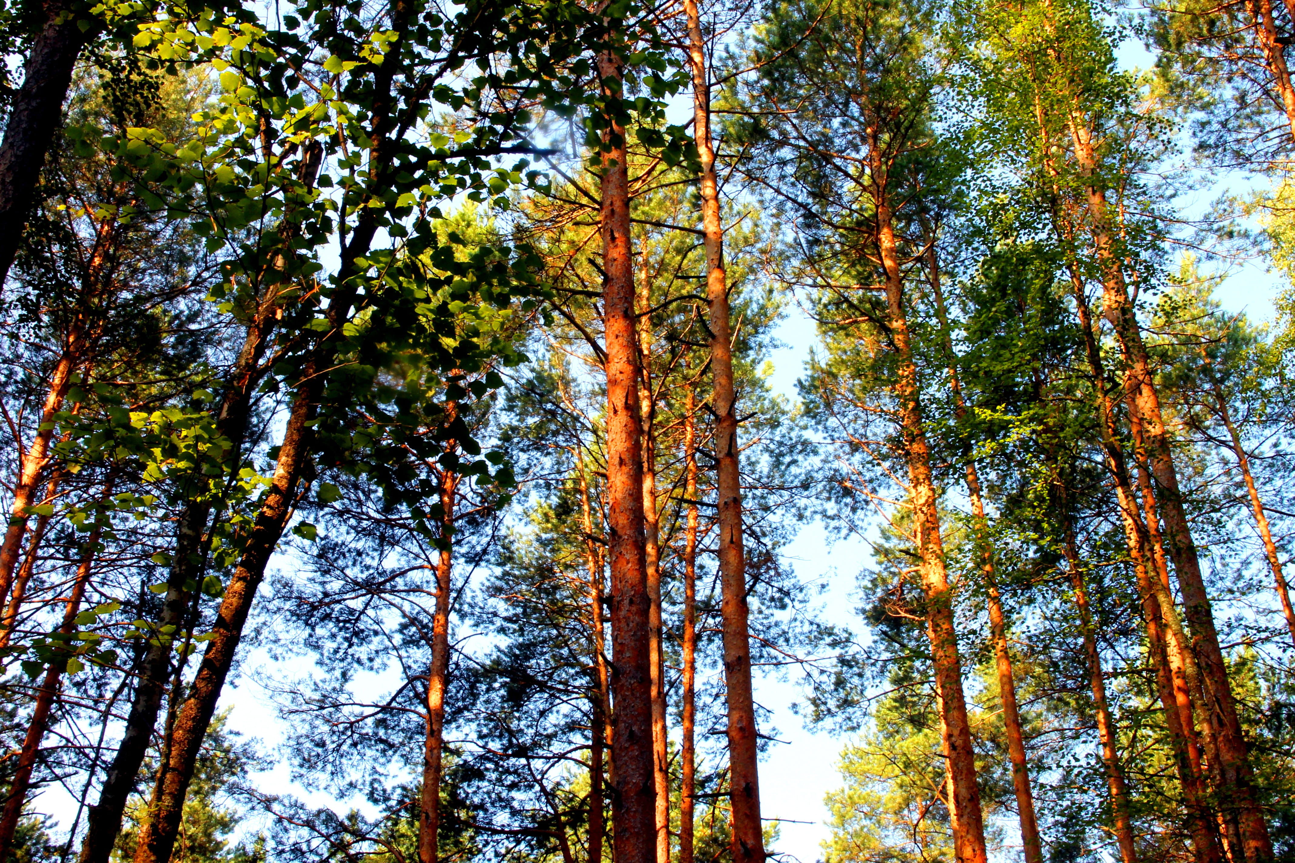 Forest, Pine, Coniferous Tree, tree trunks, summer, nature