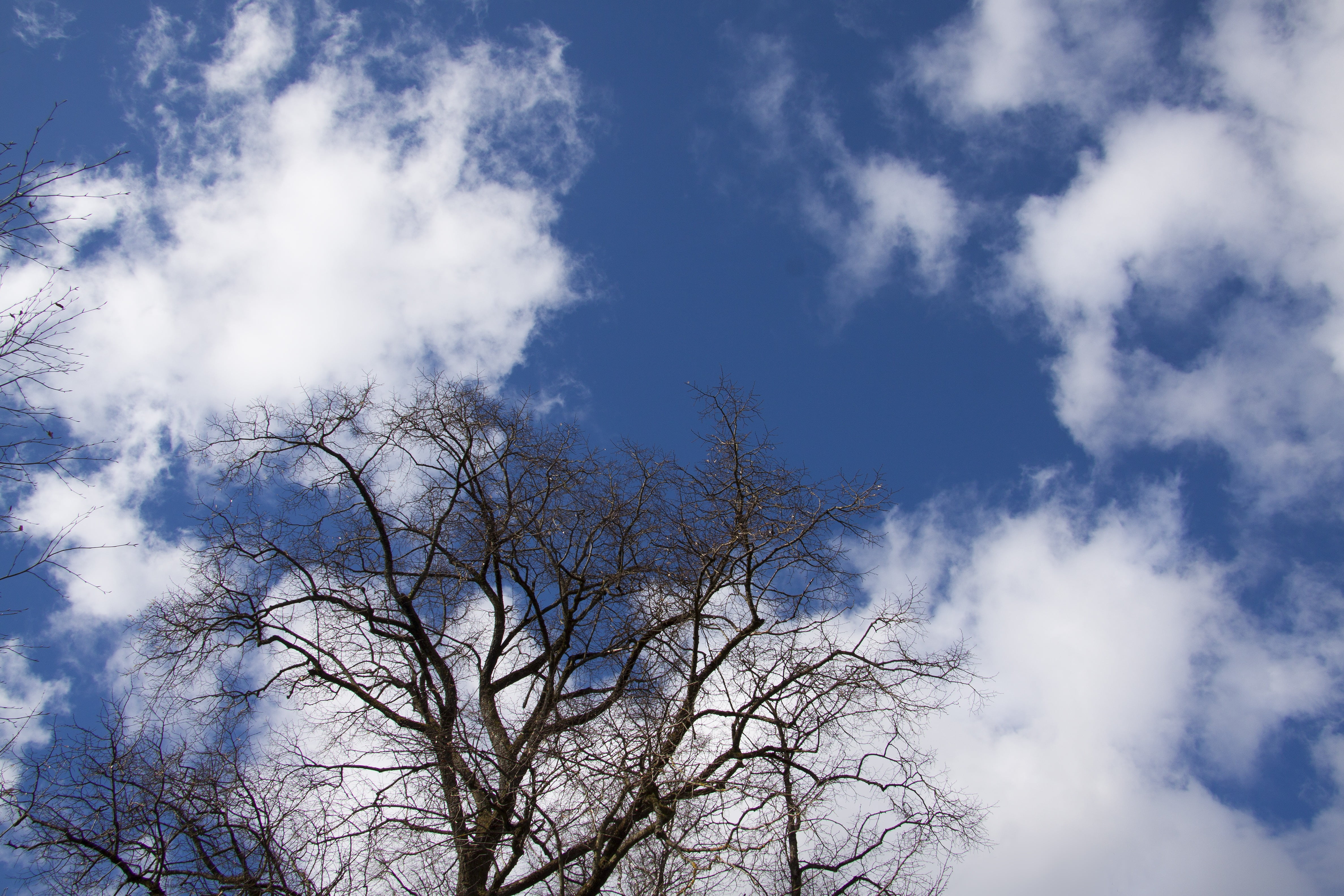 tree, clouds, sky, blue, silhouette, april, spring, low angle view