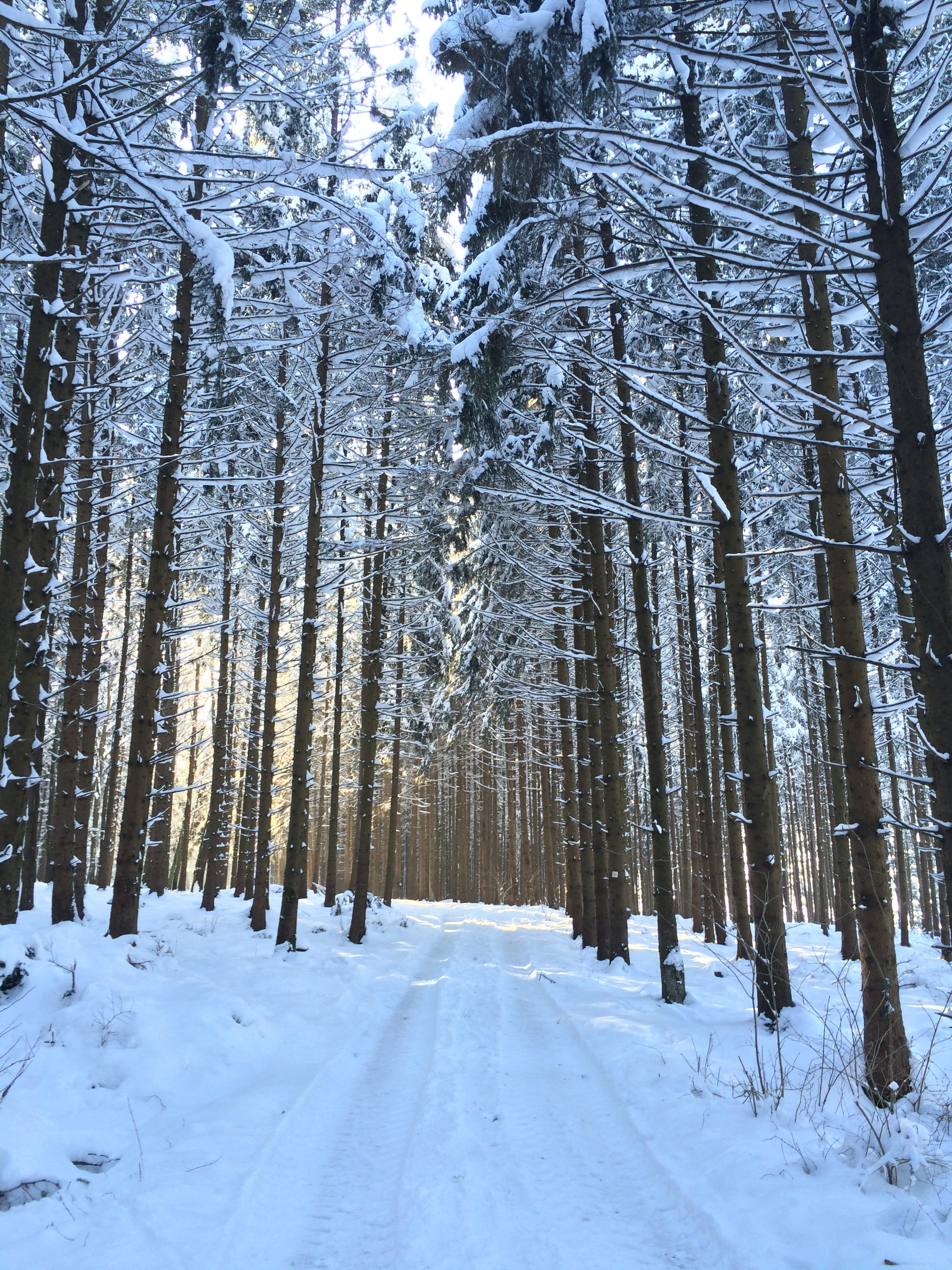 forest trees during daytime, forest path, winter, snow, forest road