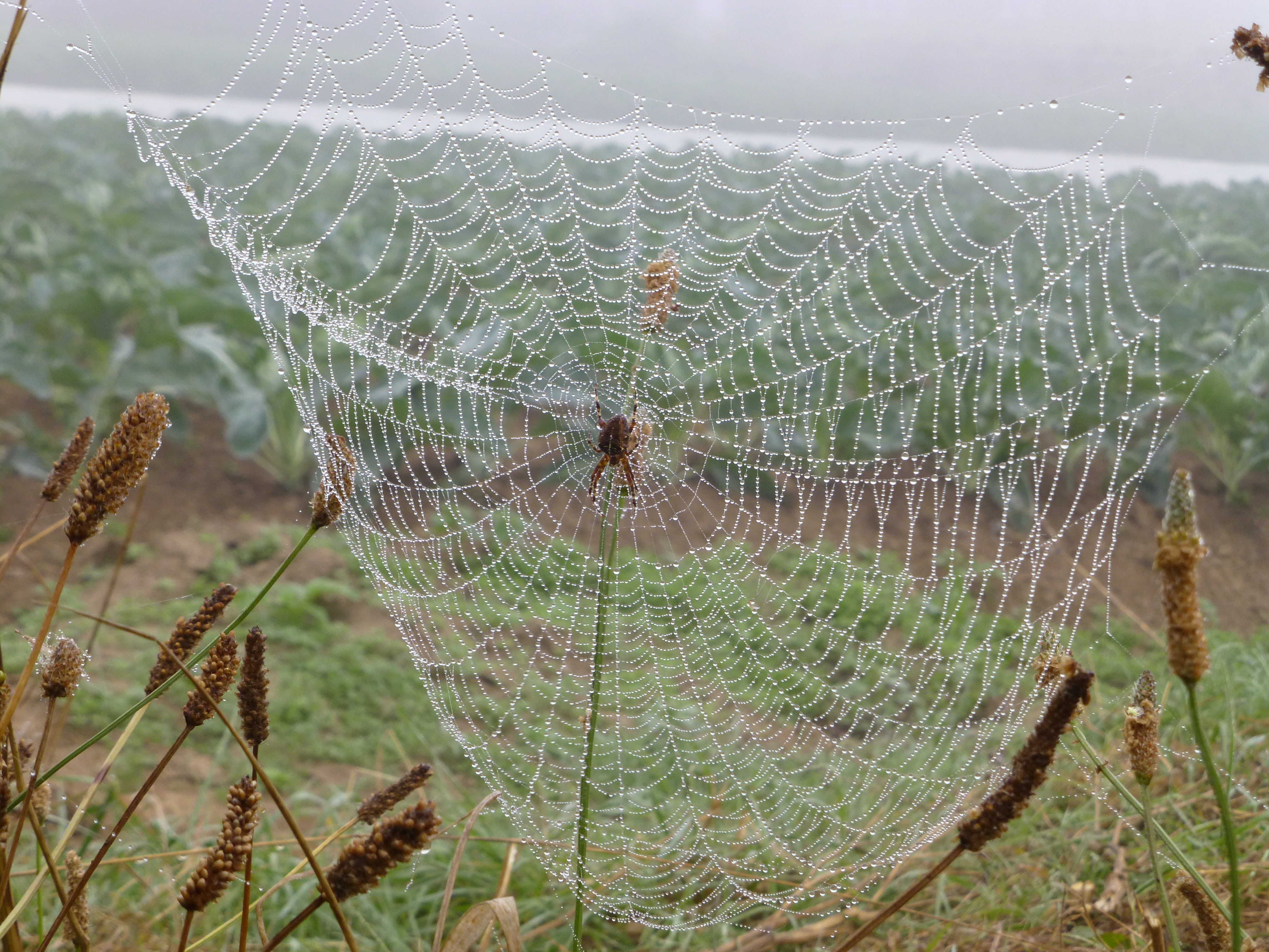 brittany, landscape, cobweb, dewdrop, autumn mood, spin, network