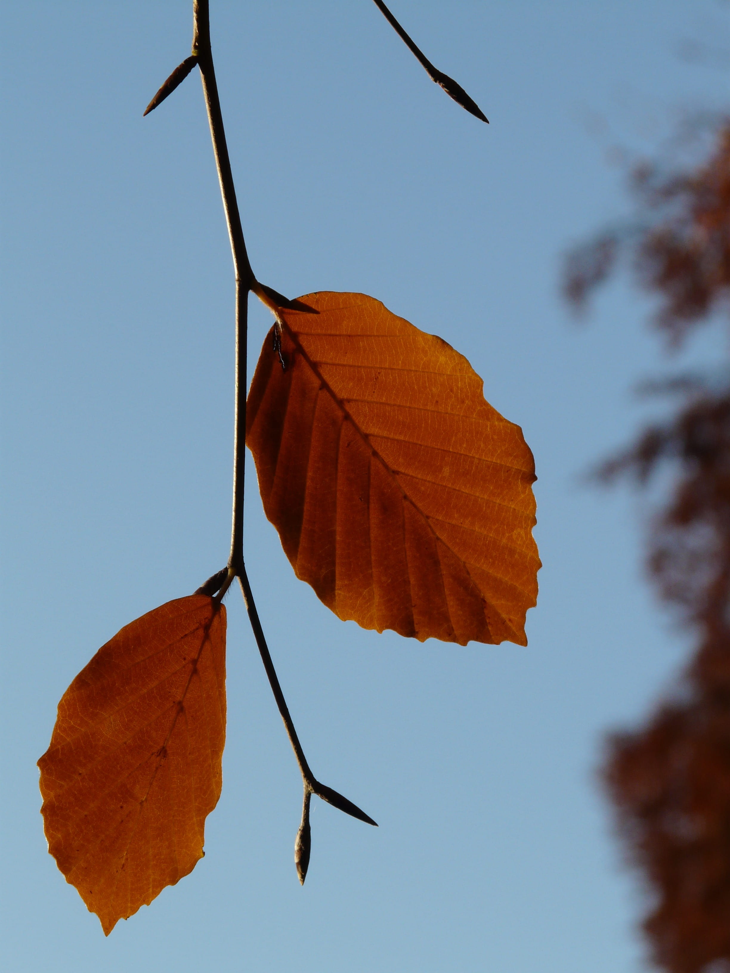 Leaf, Pair, Beech, two, both, fagus sylvatica, deciduous tree