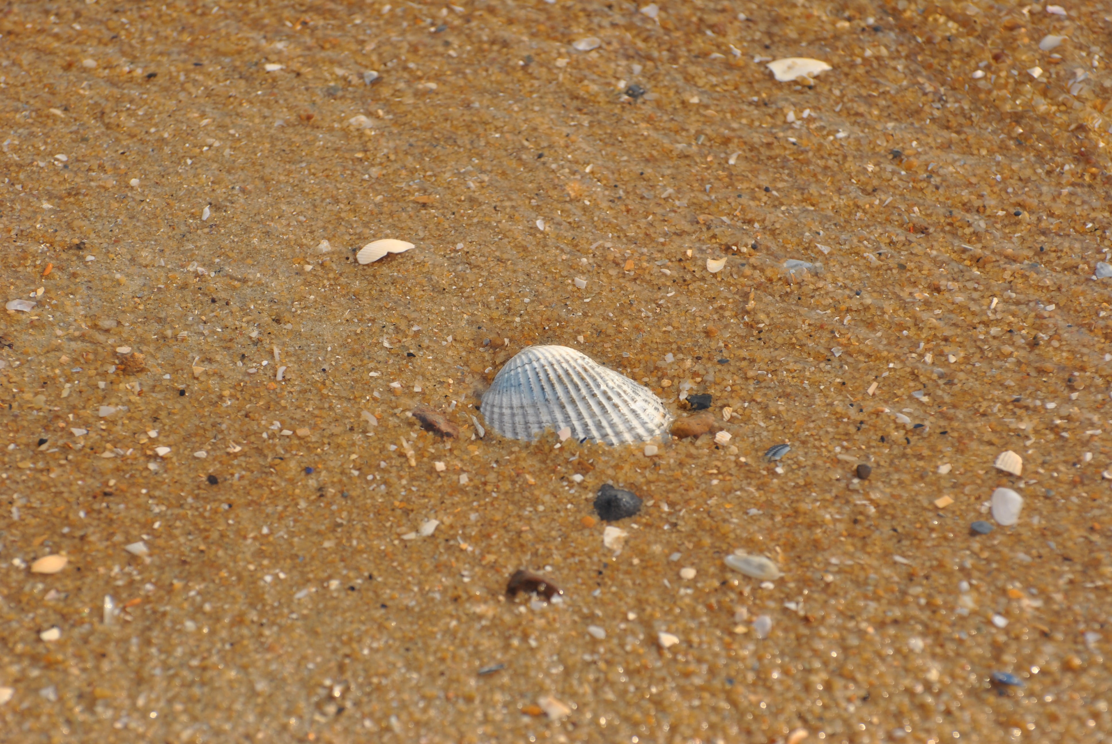 sea, shell, shells, seashell, pattern, background, nature, pebbles