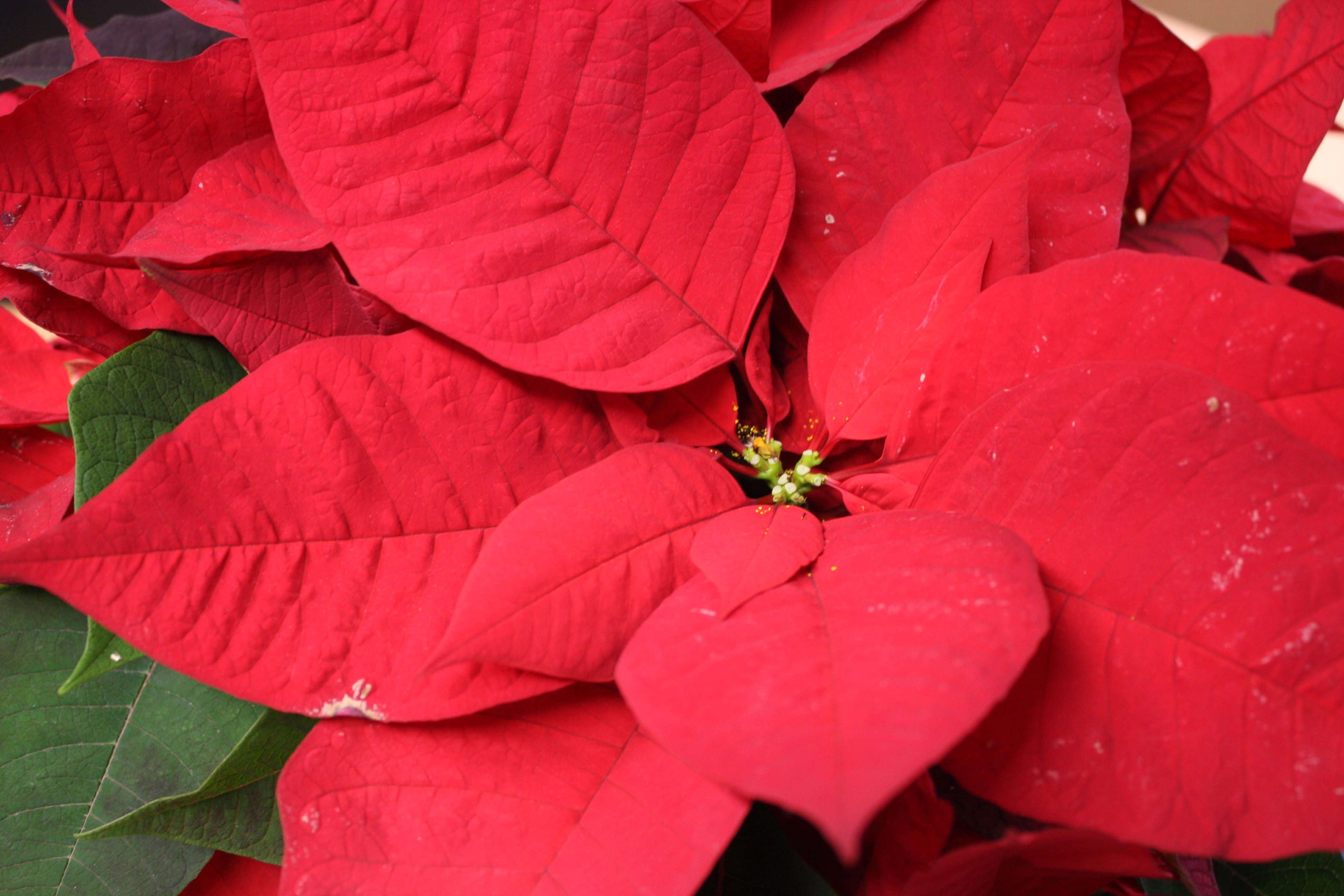 Free Download | HD Wallpaper: Christmas, Poinsettia, Red, Close-up ...