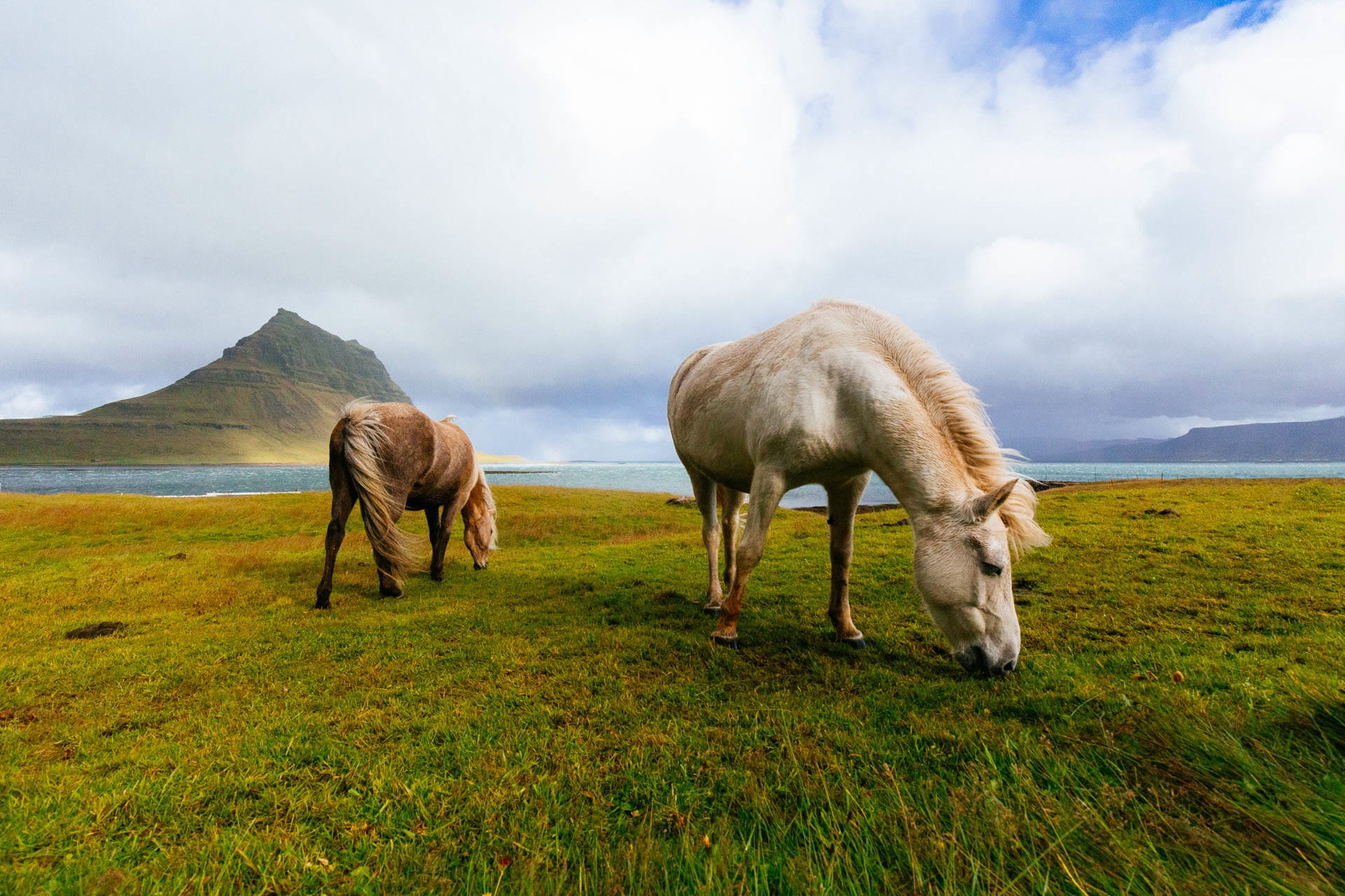 Horses in Iceland, 