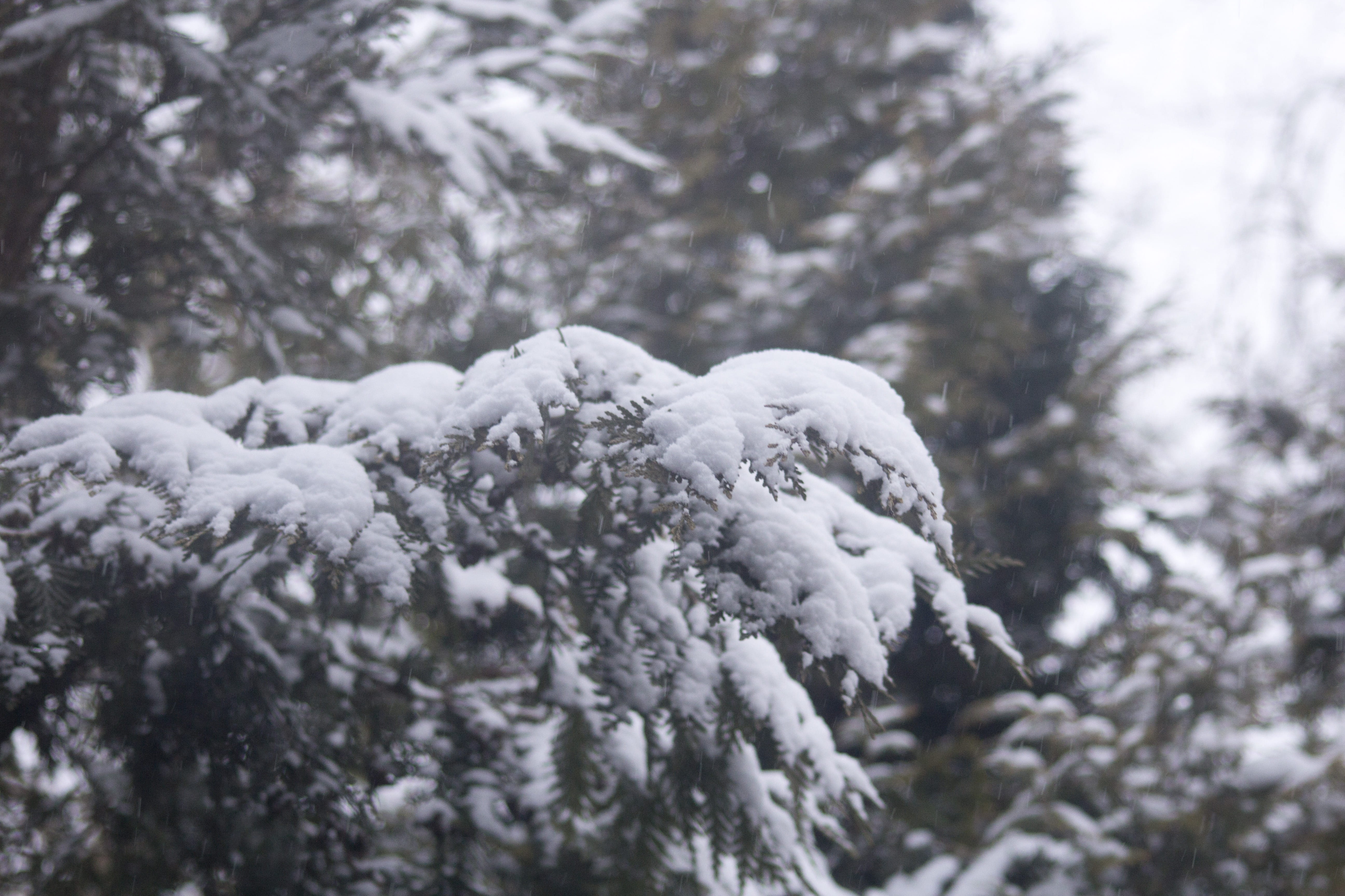 Winter, Snow, Covered, Branches, covered branches, cold temperature
