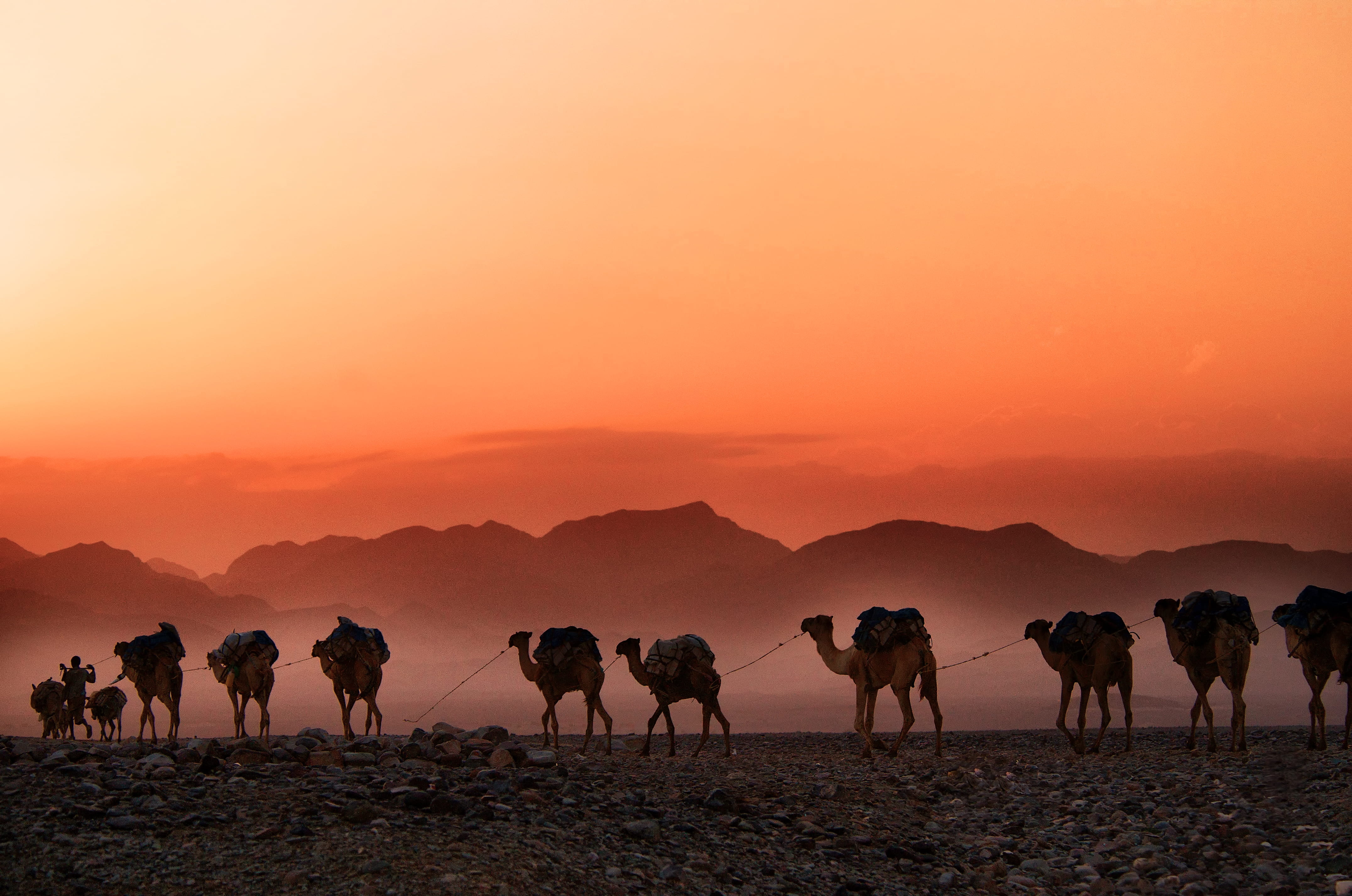man walking beside parade of camels background of mountain, photo of group of camels