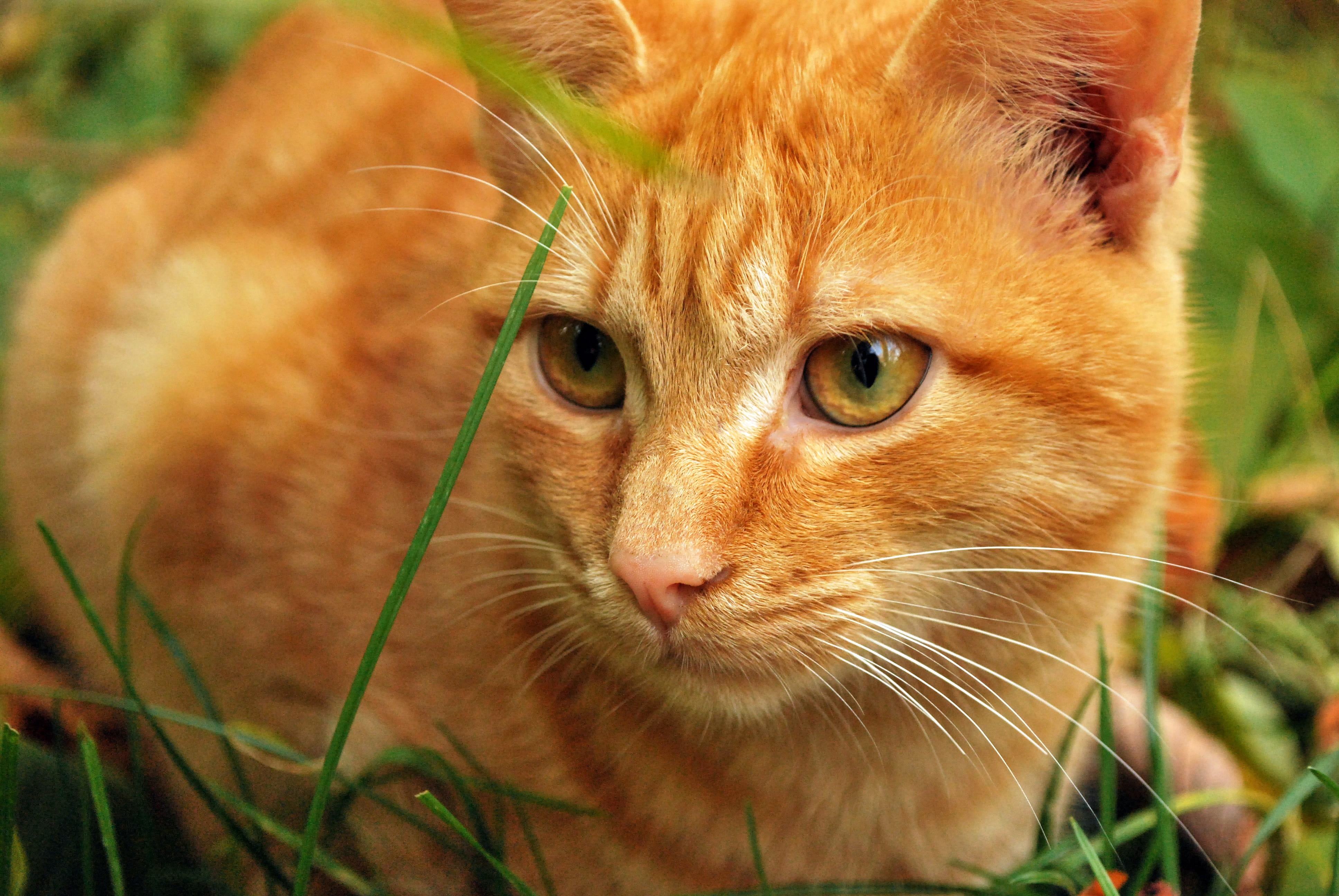 orange Tabby cat on grass field during daytime, cats, animals
