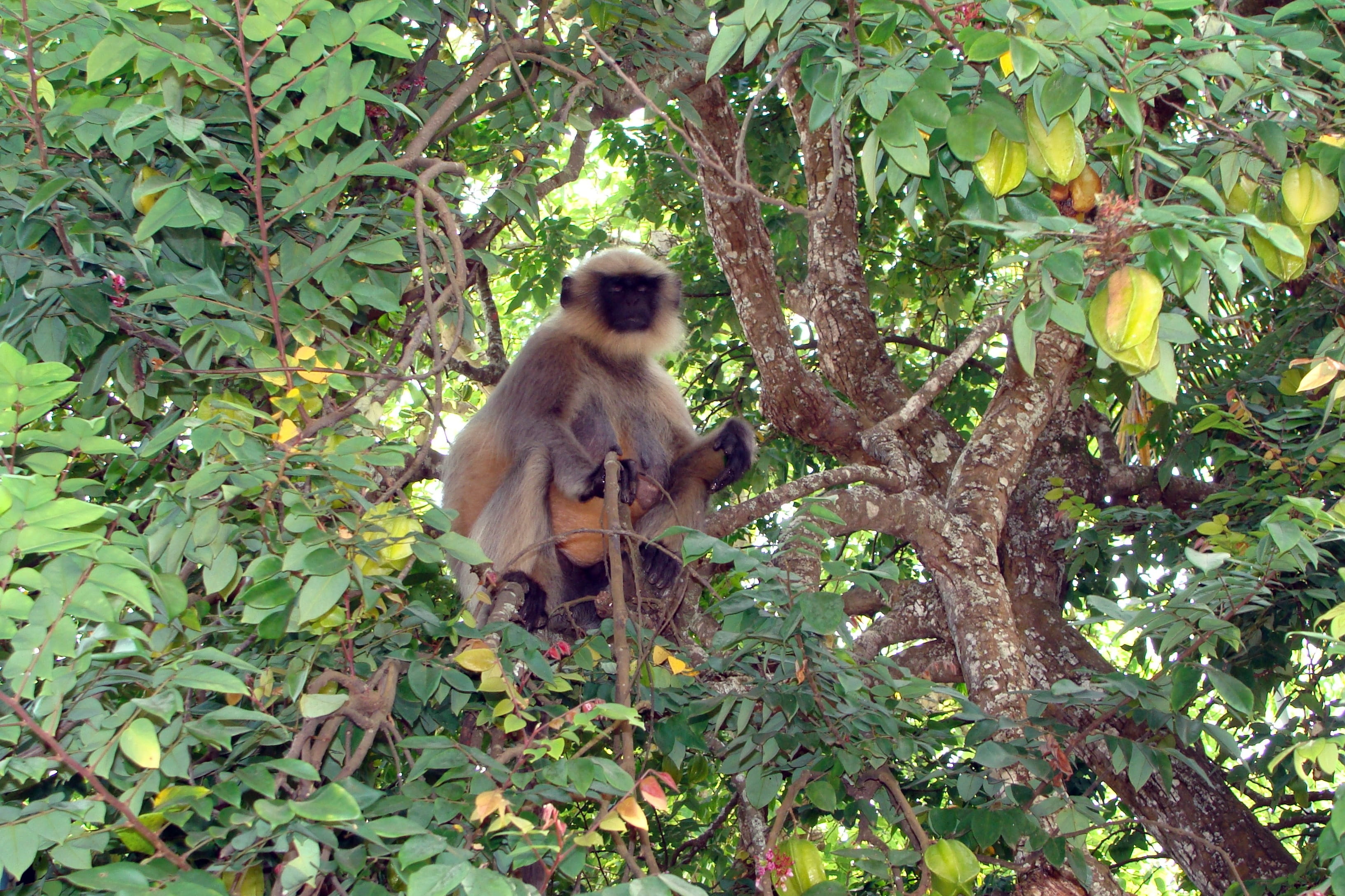 Monkey, Hanuman, Langur, Semnopithecus, macaque, sitting, gazing