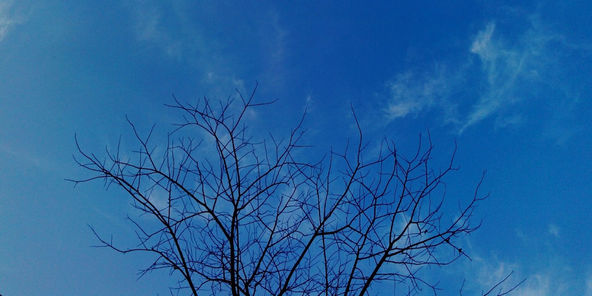 nature, day, summer, cloud, clear, air, branches, bare, tree