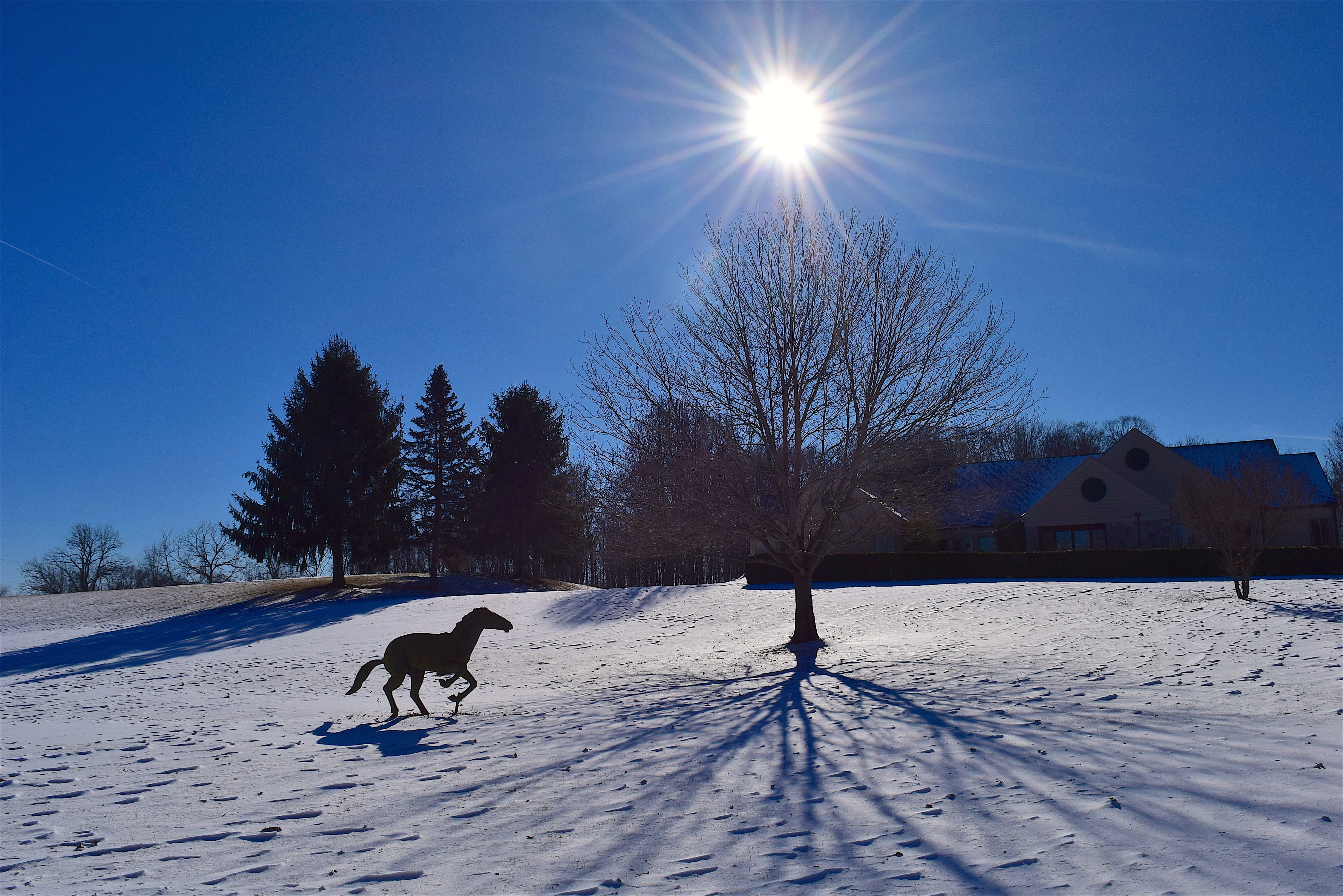 winter, snow, tree, shadow, sun, landscape, sky, blue, cold