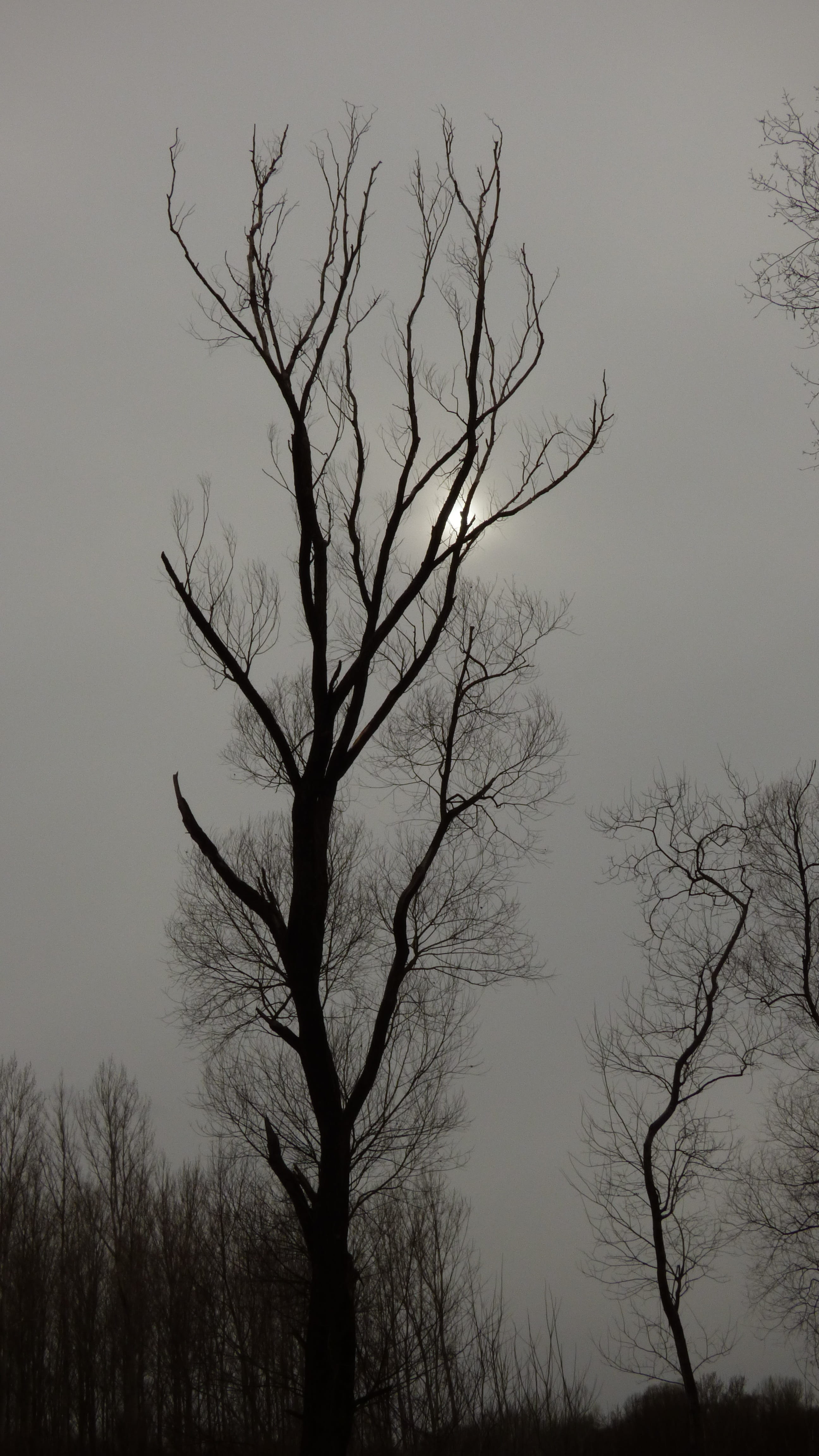 Tree, Winter, mrtvy, bare tree, silhouette, branch, landscape
