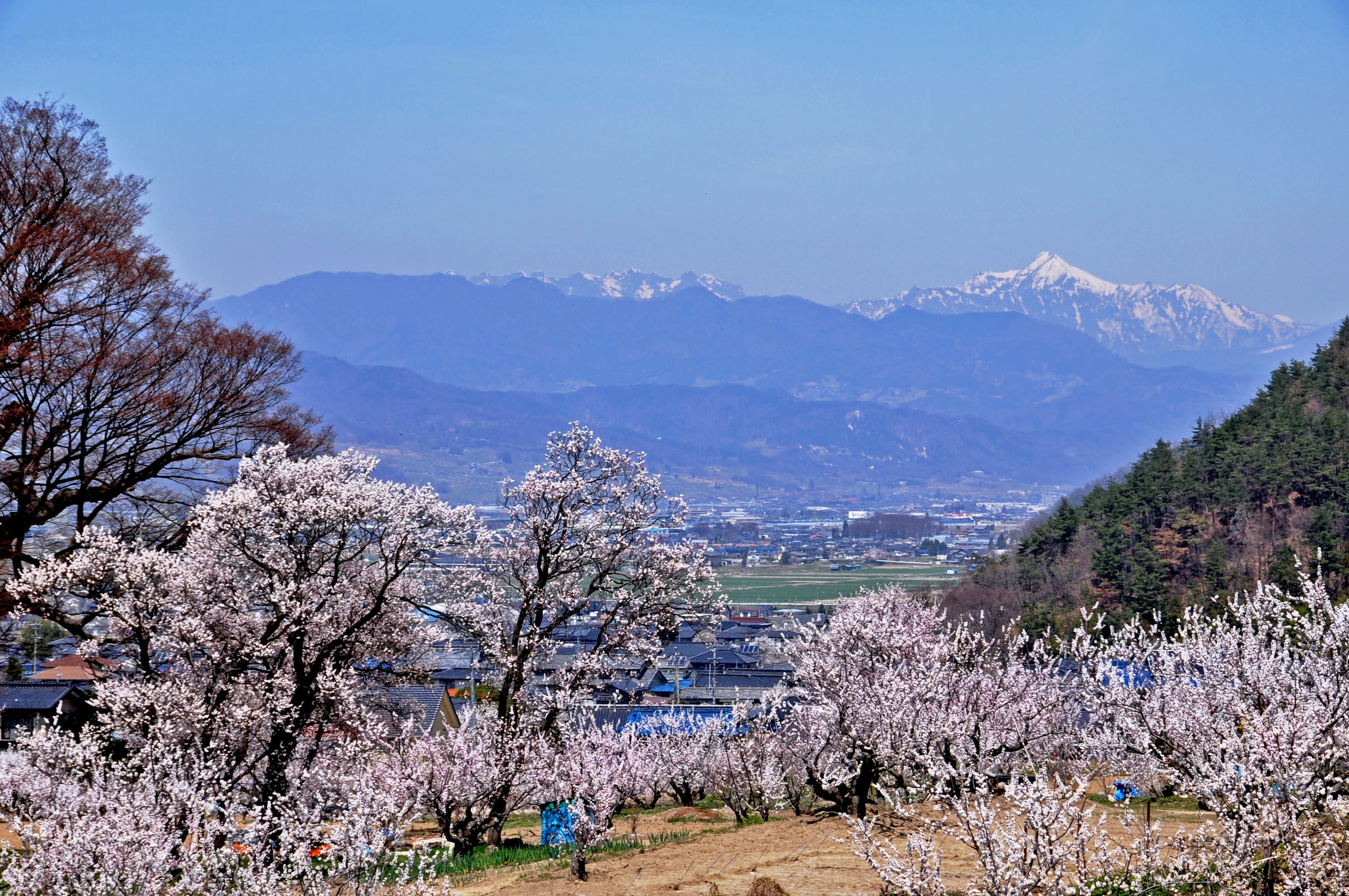 anzu no sato, flowers, northern alps, landscape, mountain, nagano prefecture