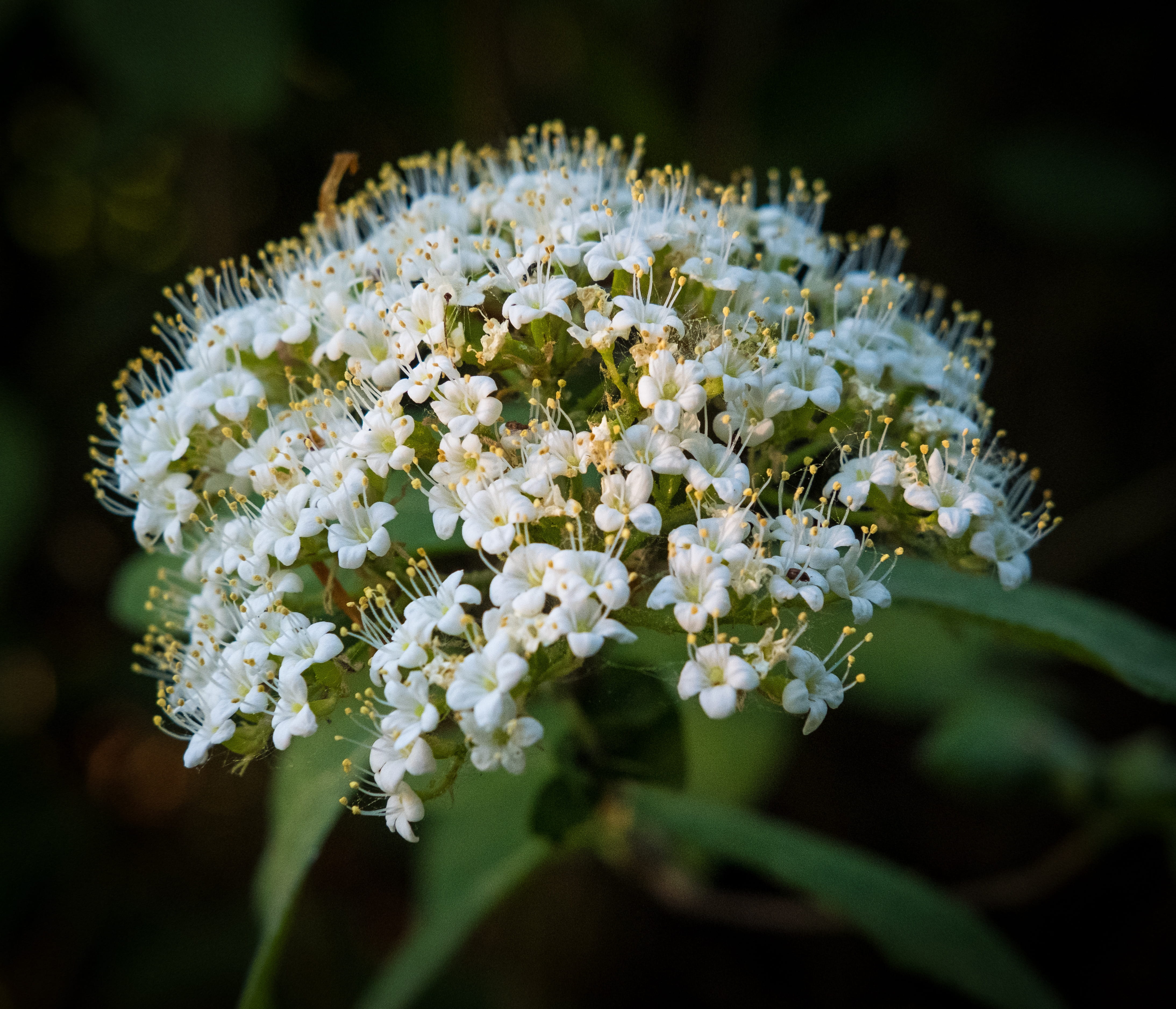 blossom, bloom, spring, spring blossoms, bush, spring bloom