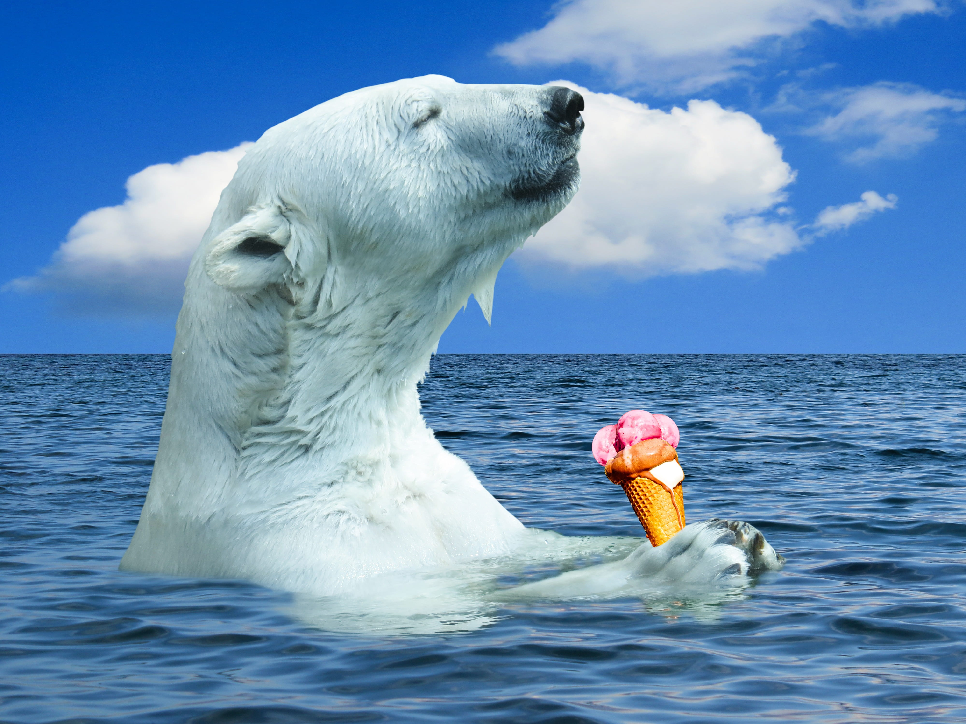 white polar bear holding ice cream, nature, animal, predator