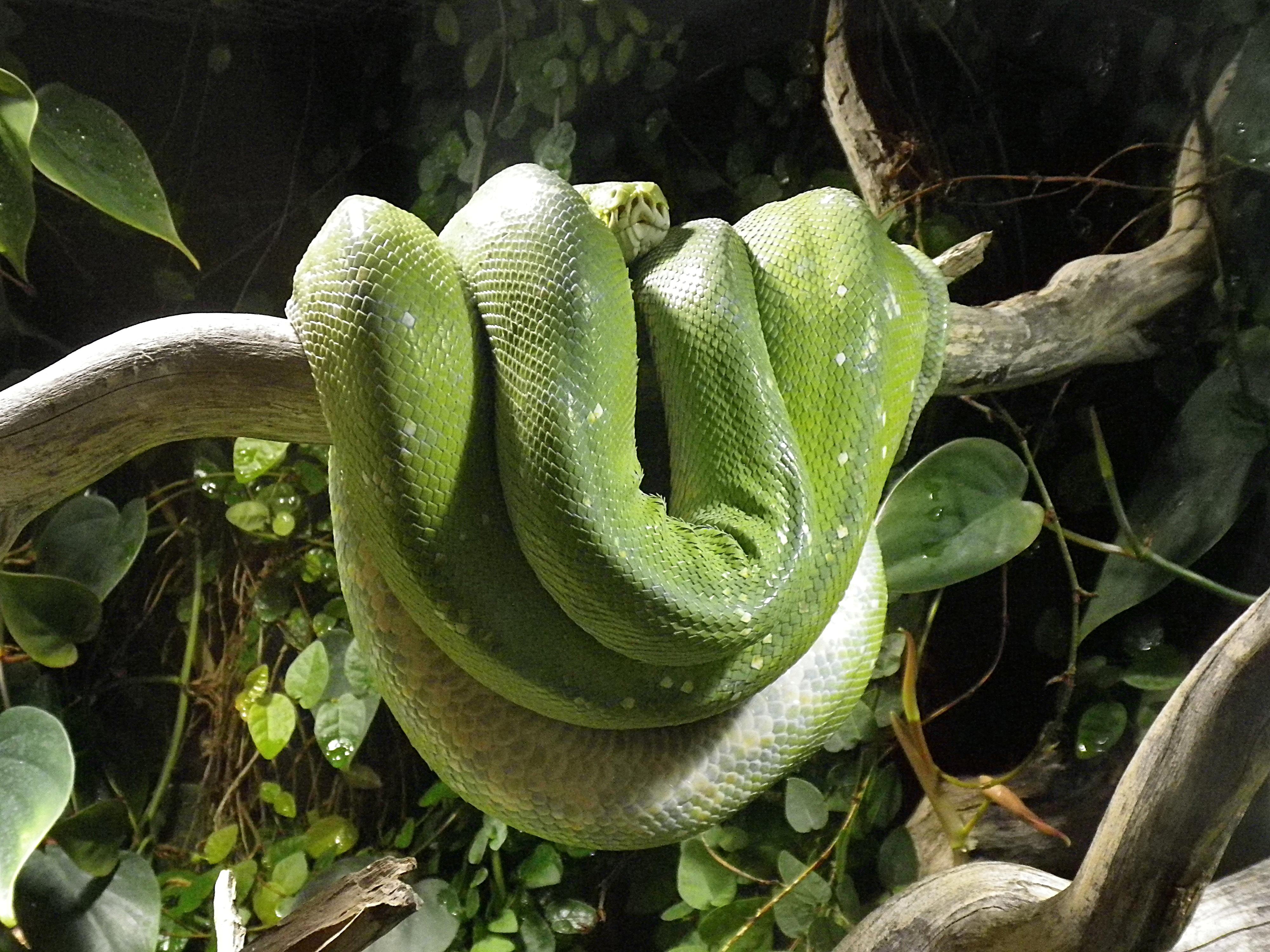 green snake on tree branch, python, terrarium, constrictor, green tree python