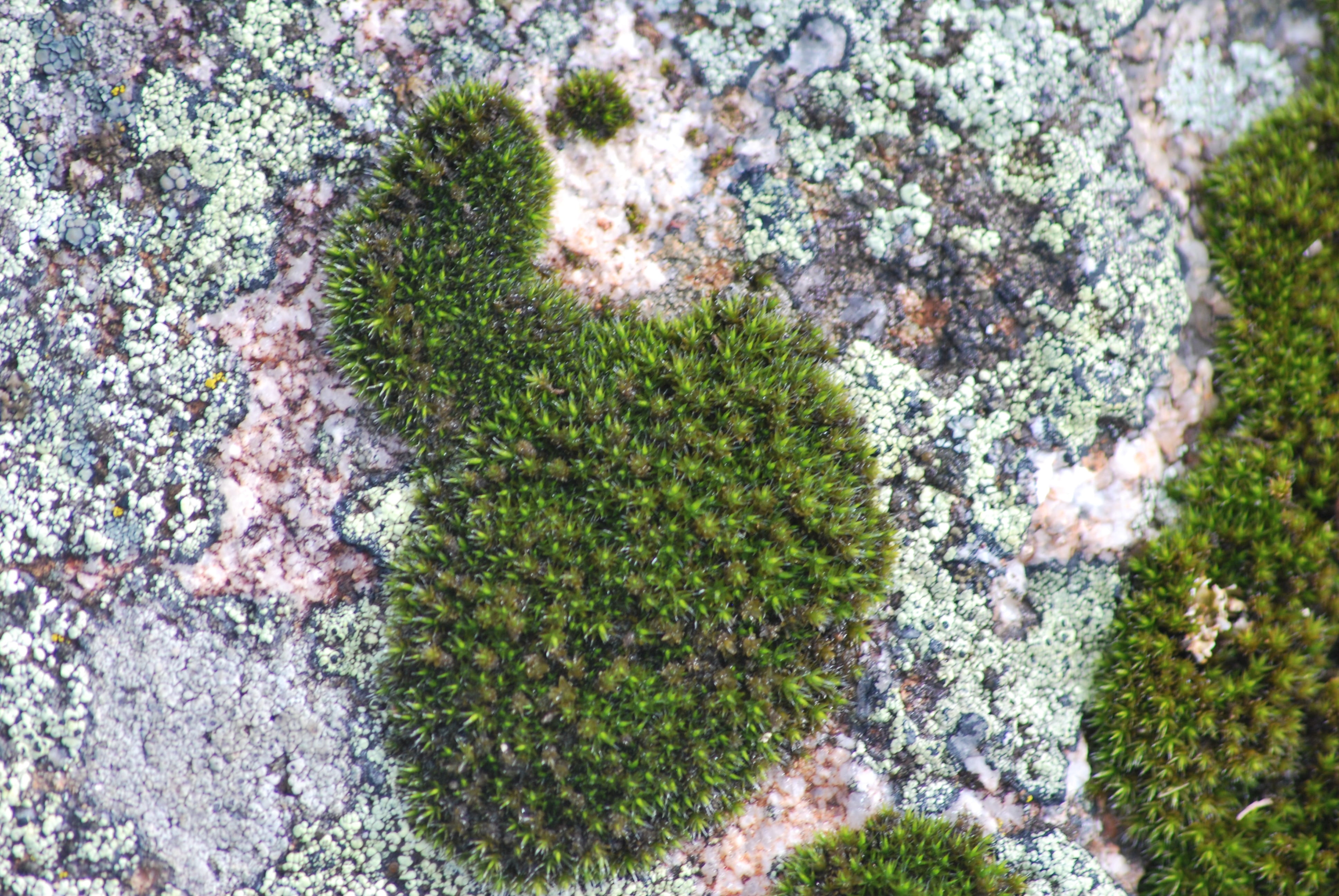 Free download | HD wallpaper: moss, damp, green, plant, e g, nature ...