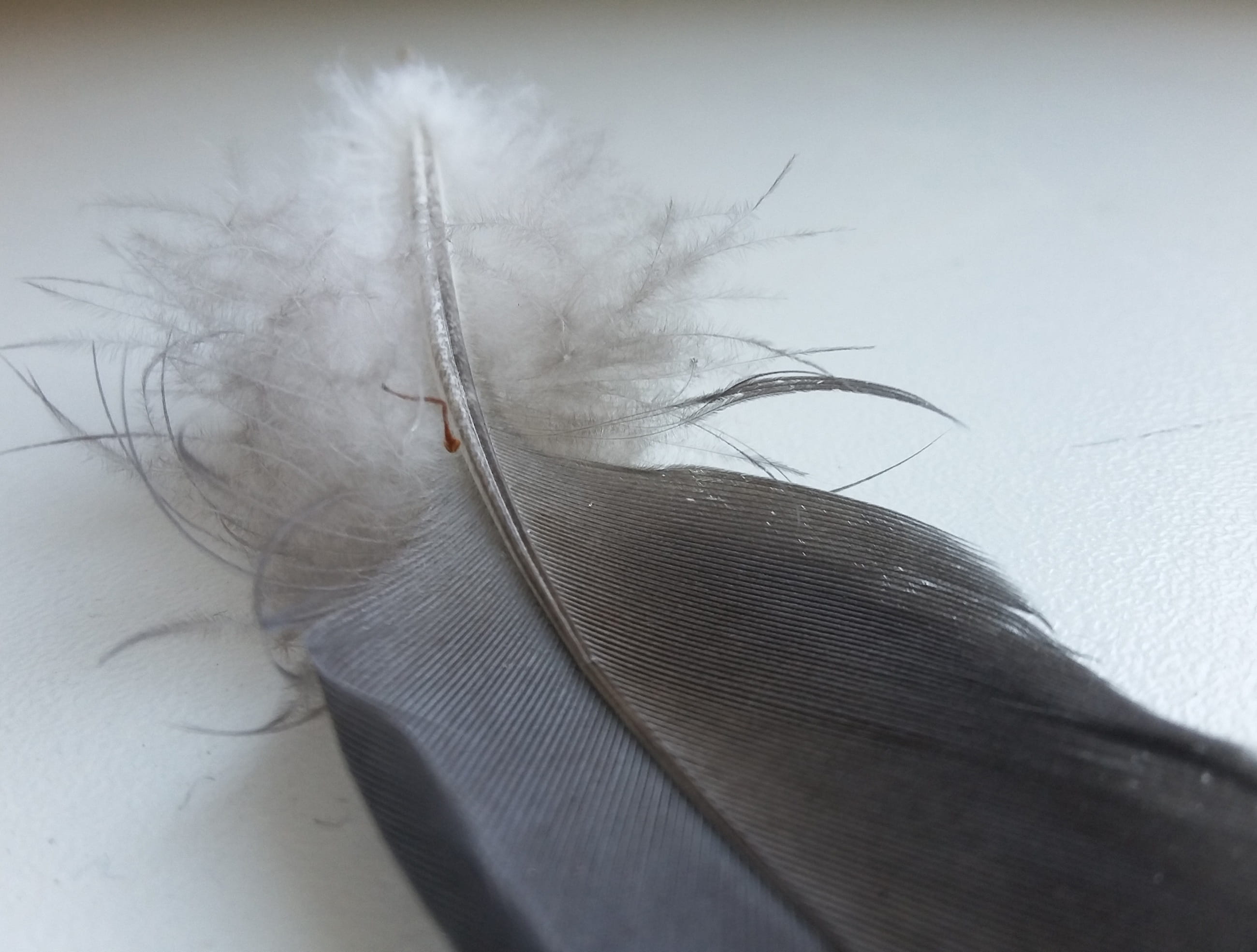 feather, bird, softness, close-up, lightweight, vulnerability