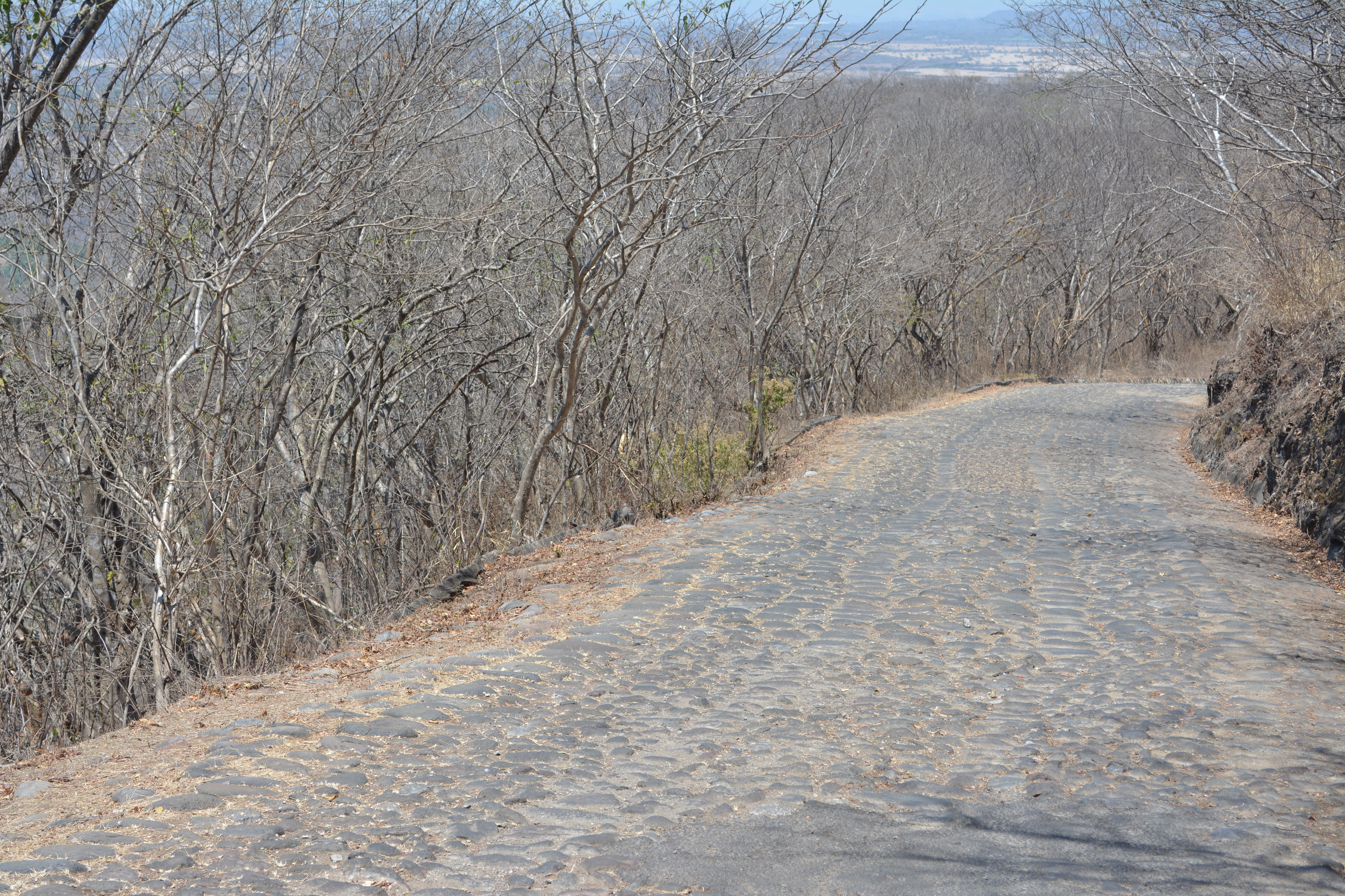 path, landscape, desert, tree, plant, the way forward, direction