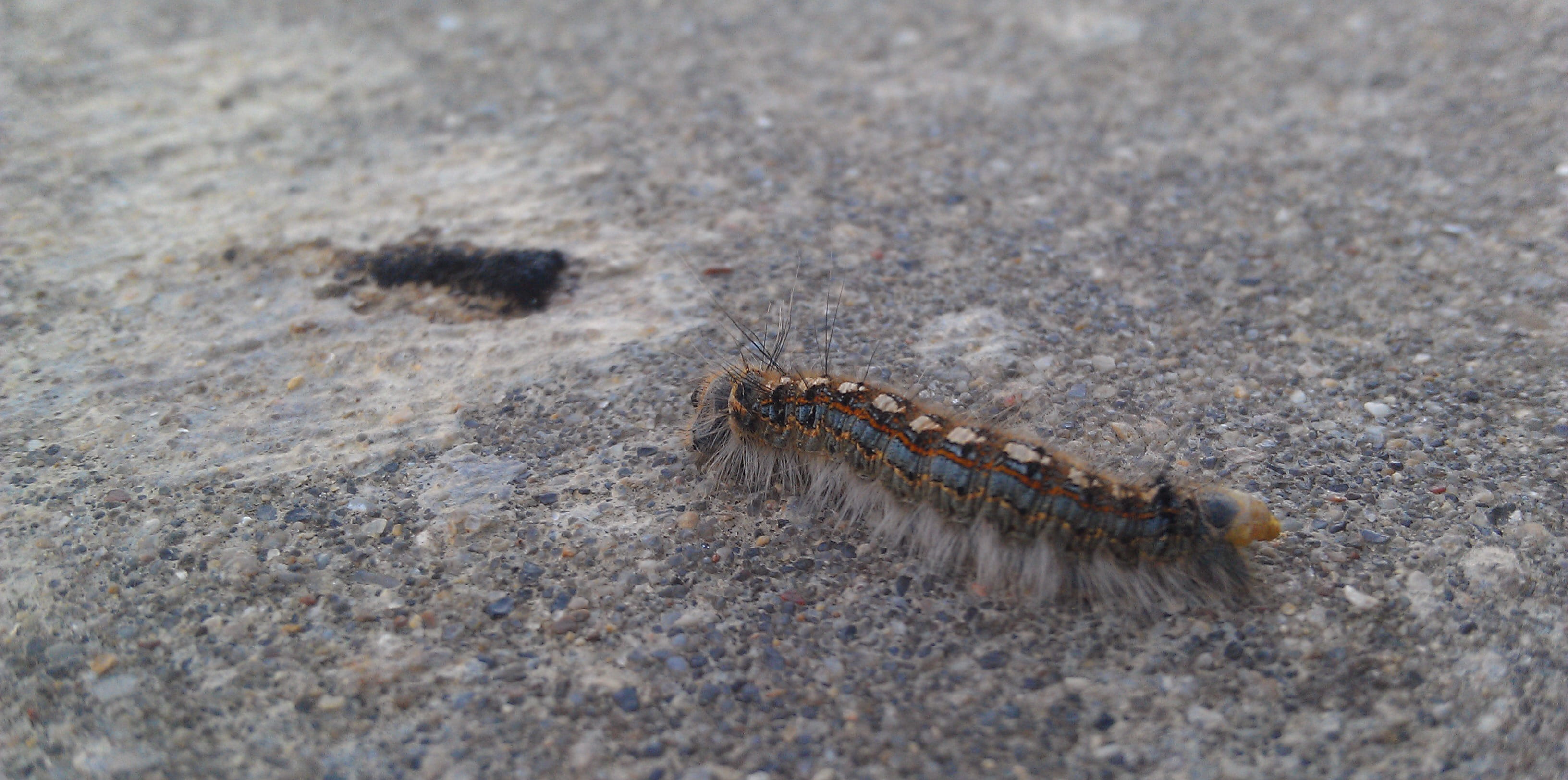 Caterpillar, Bug, Worm, Macro, invertebrate, high angle view